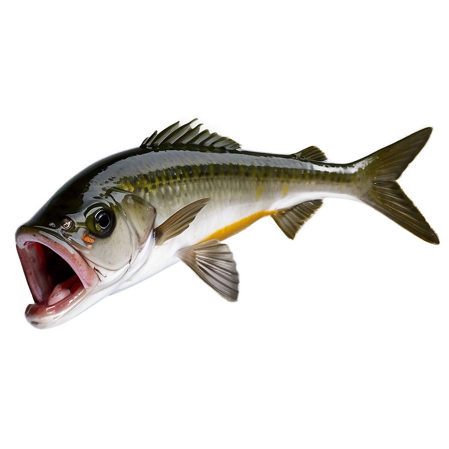 Fishing With Live Bait Png 35 PNG