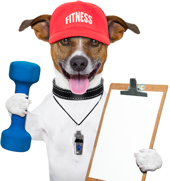 Fitness Dog Personal Trainer PNG
