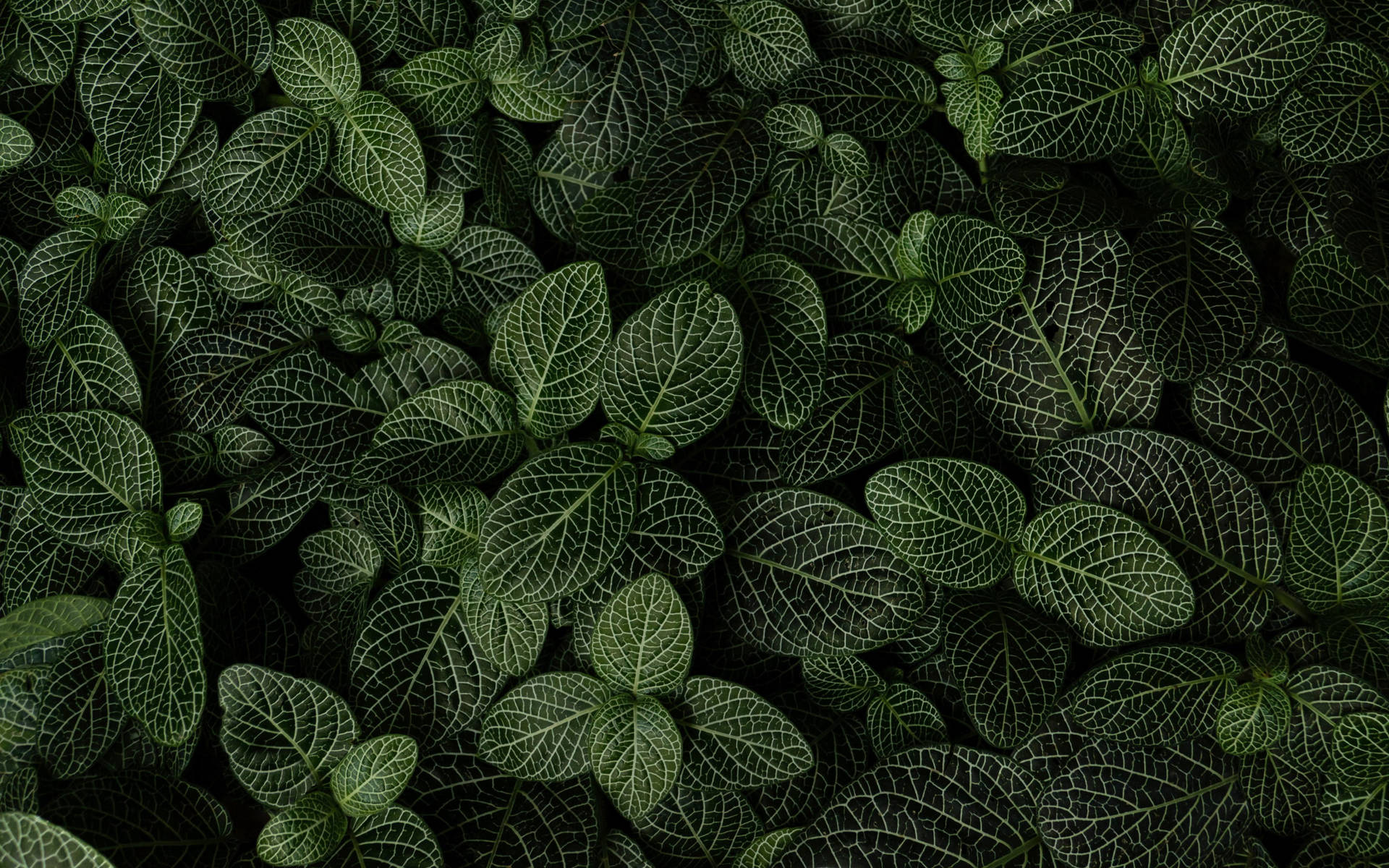 Fittonia Leaves Backdrop Wallpaper