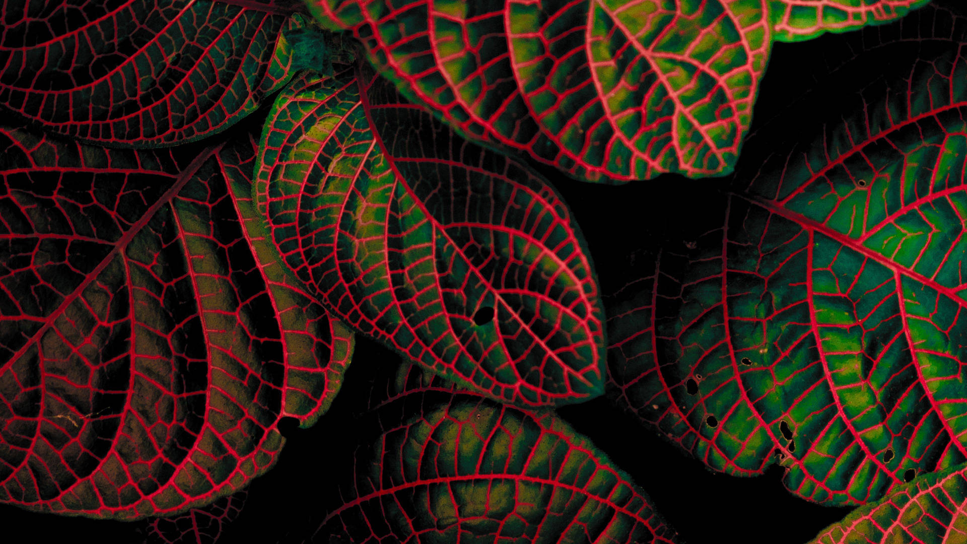 Fittonia Leaves With Red Stripes Plant 4k