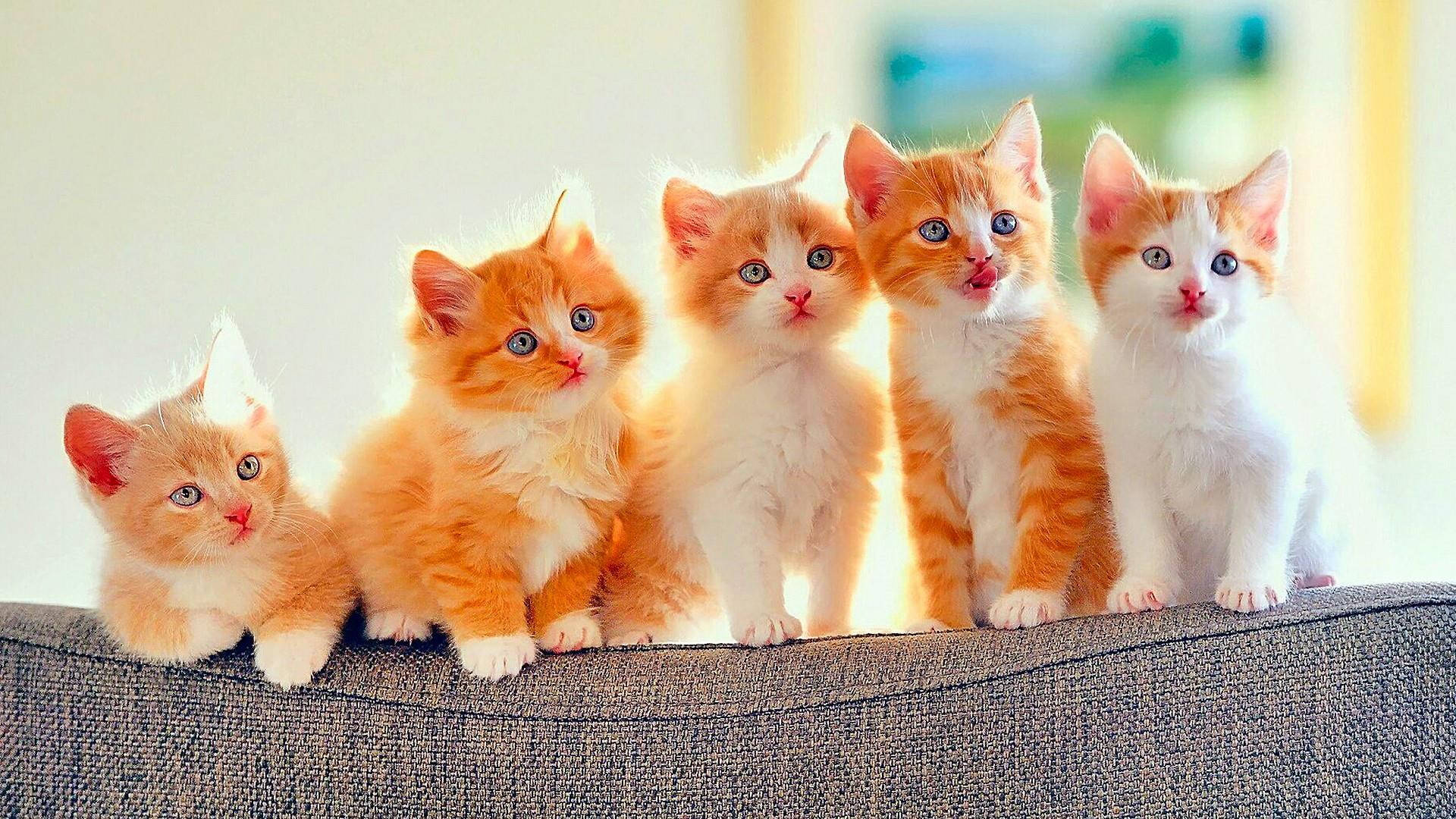Five Adorable Kittens Posing Wallpaper