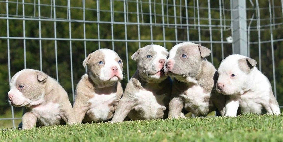 Five Adorable Pitbull Puppies Wallpaper
