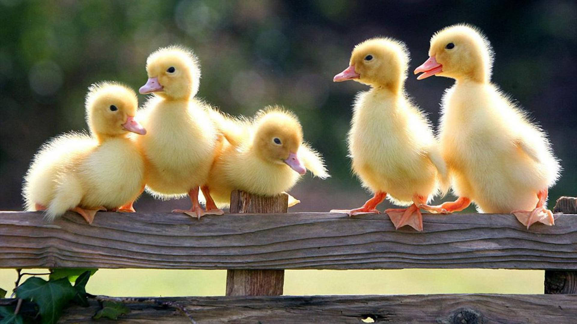 Five Baby Ducks