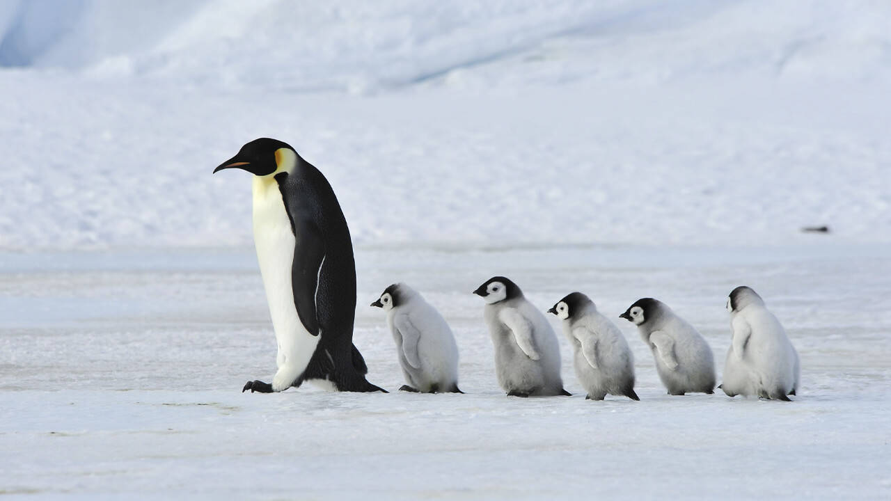 Fem baby pingviner følger efter en voksen pingvin Wallpaper