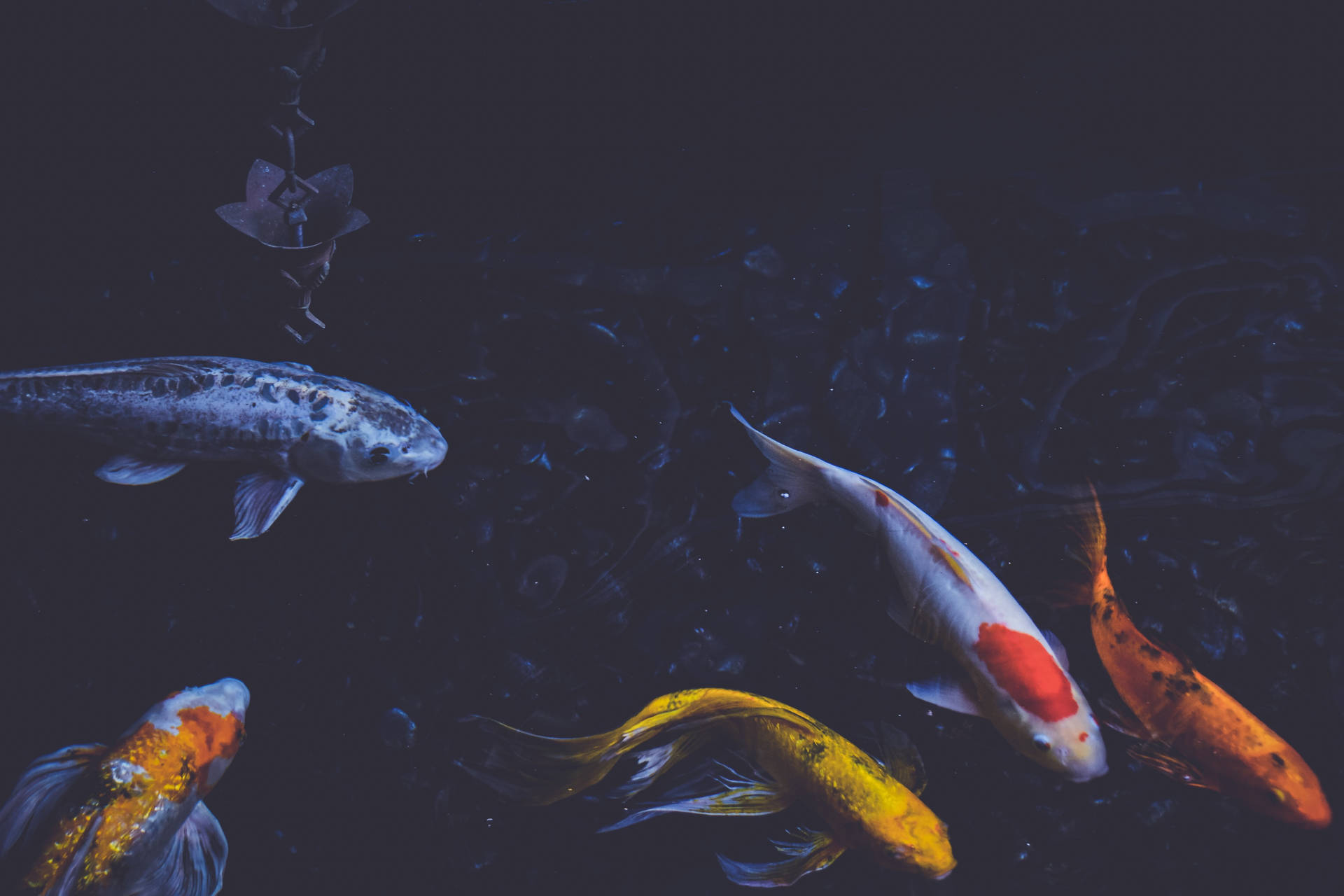 "Five Koi Fish Share a Peaceful Swim" Wallpaper