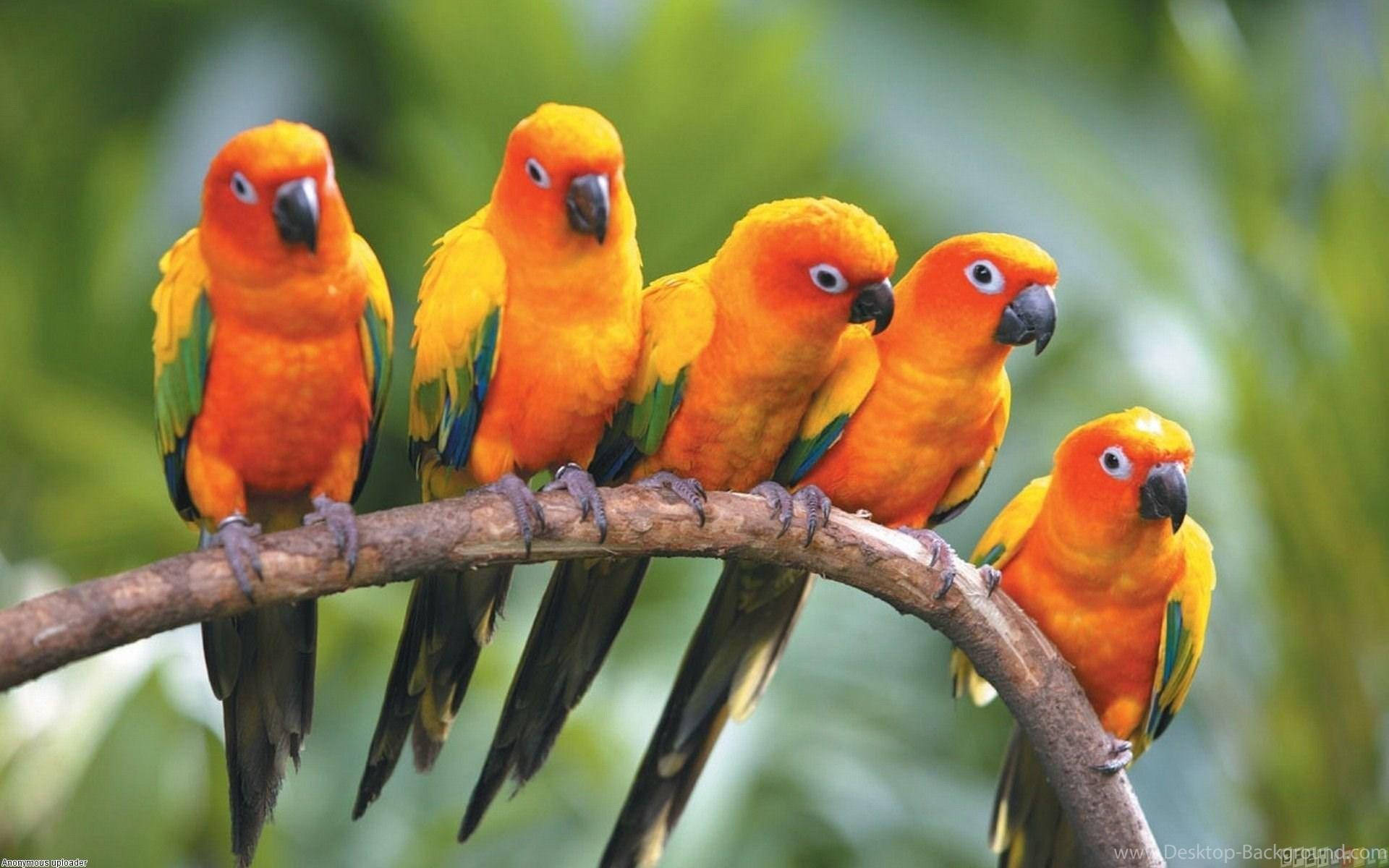 Five Conure Parrots Wallpaper