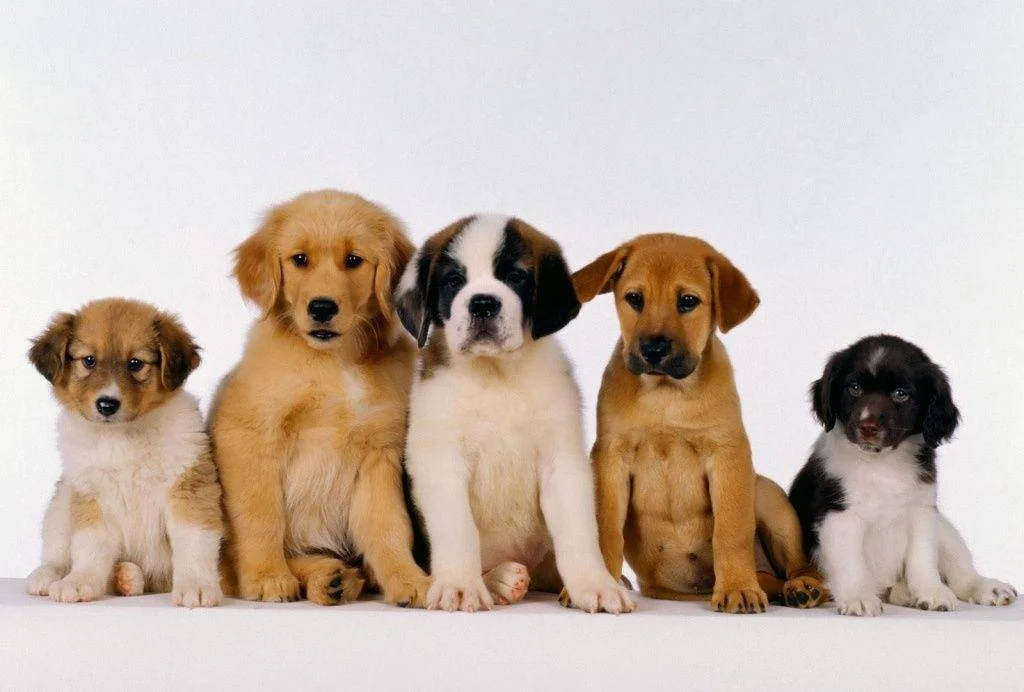 Five Cute Puppy Desktop Wallpaper