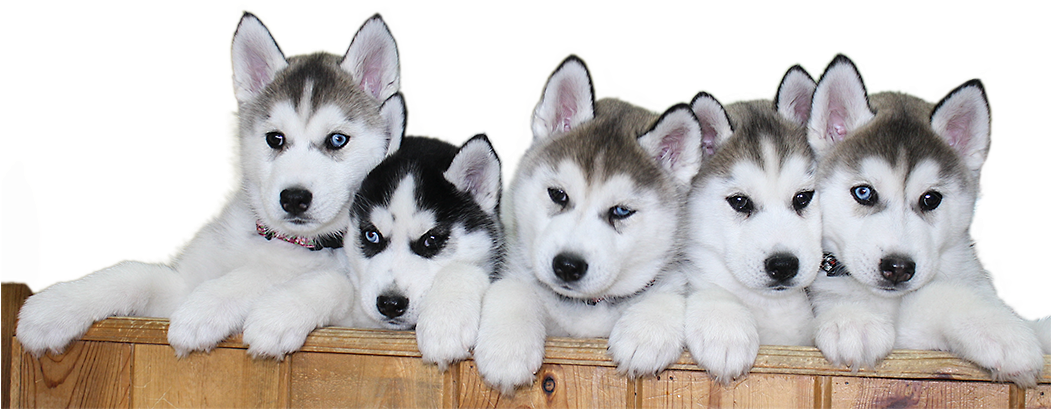 Five Husky Puppies Lined Up PNG