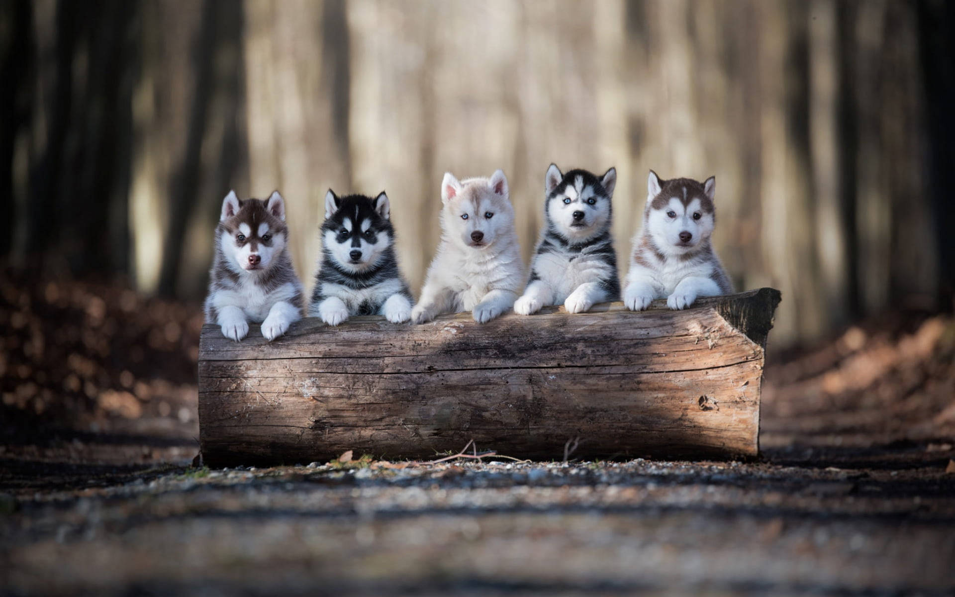 Five Husky Puppy Woods Wallpaper