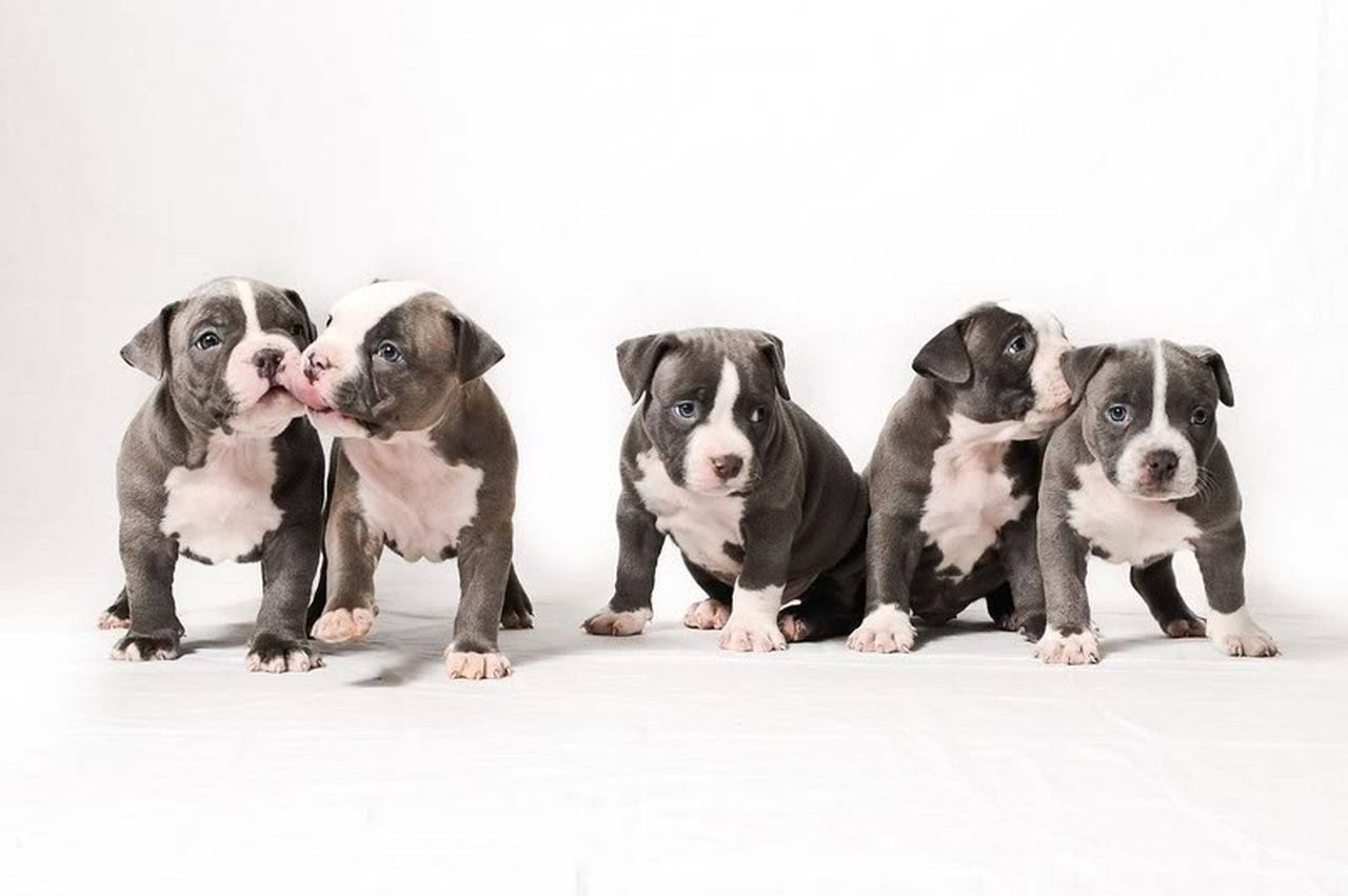 Five Identical Pitbull Puppies Wallpaper