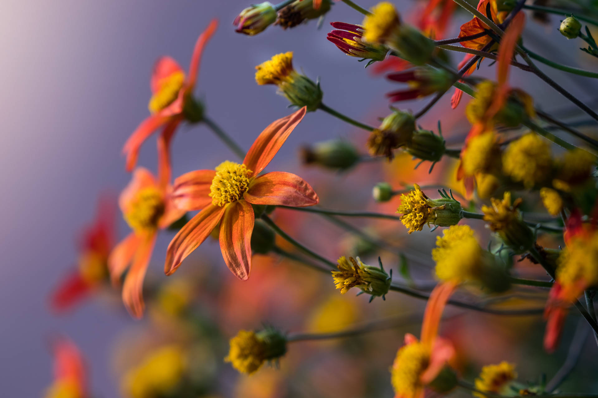 Floresde Cinco Pétalos De Color Naranja Y Amarillo. Fondo de pantalla