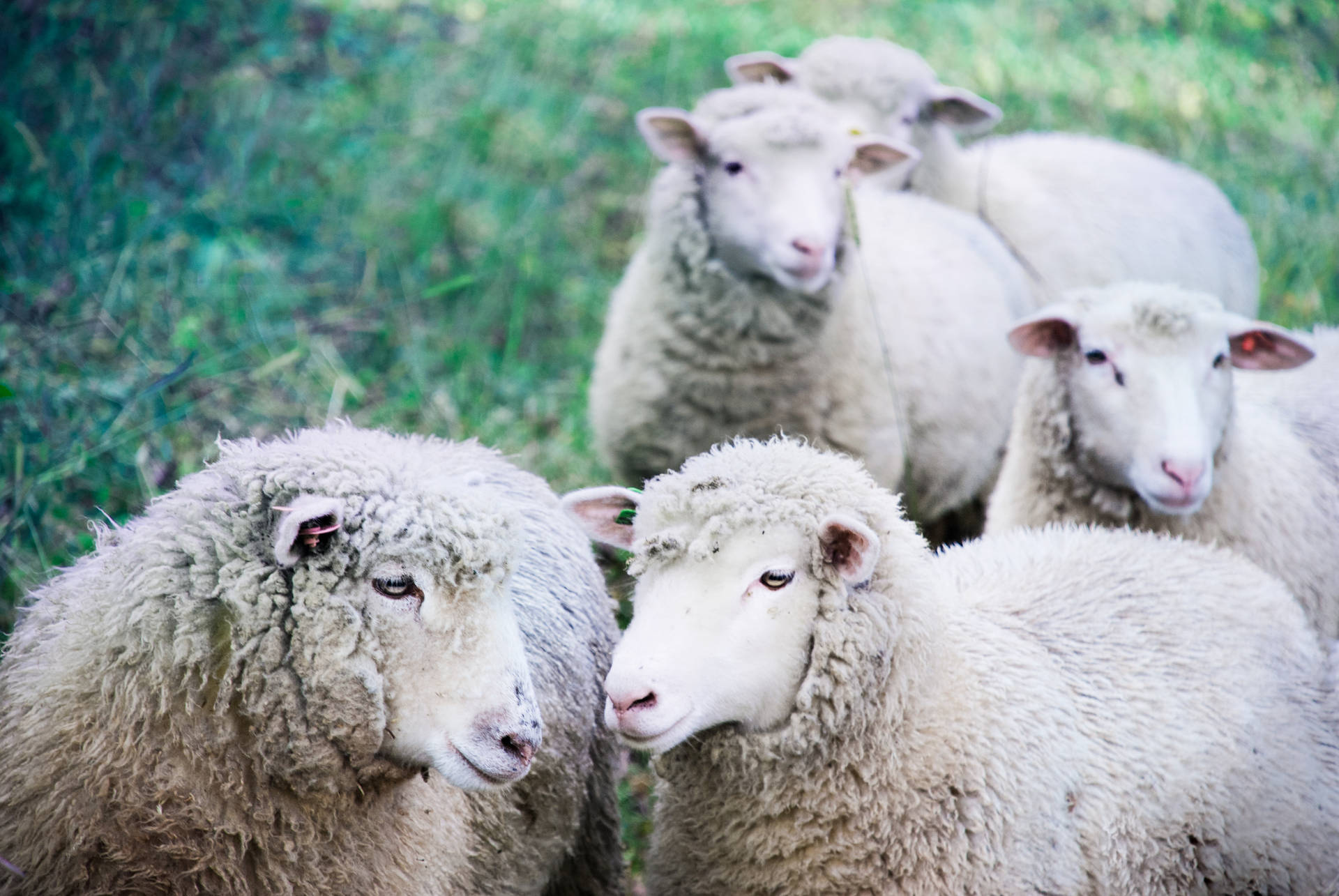 Five Sheep On Land Wallpaper