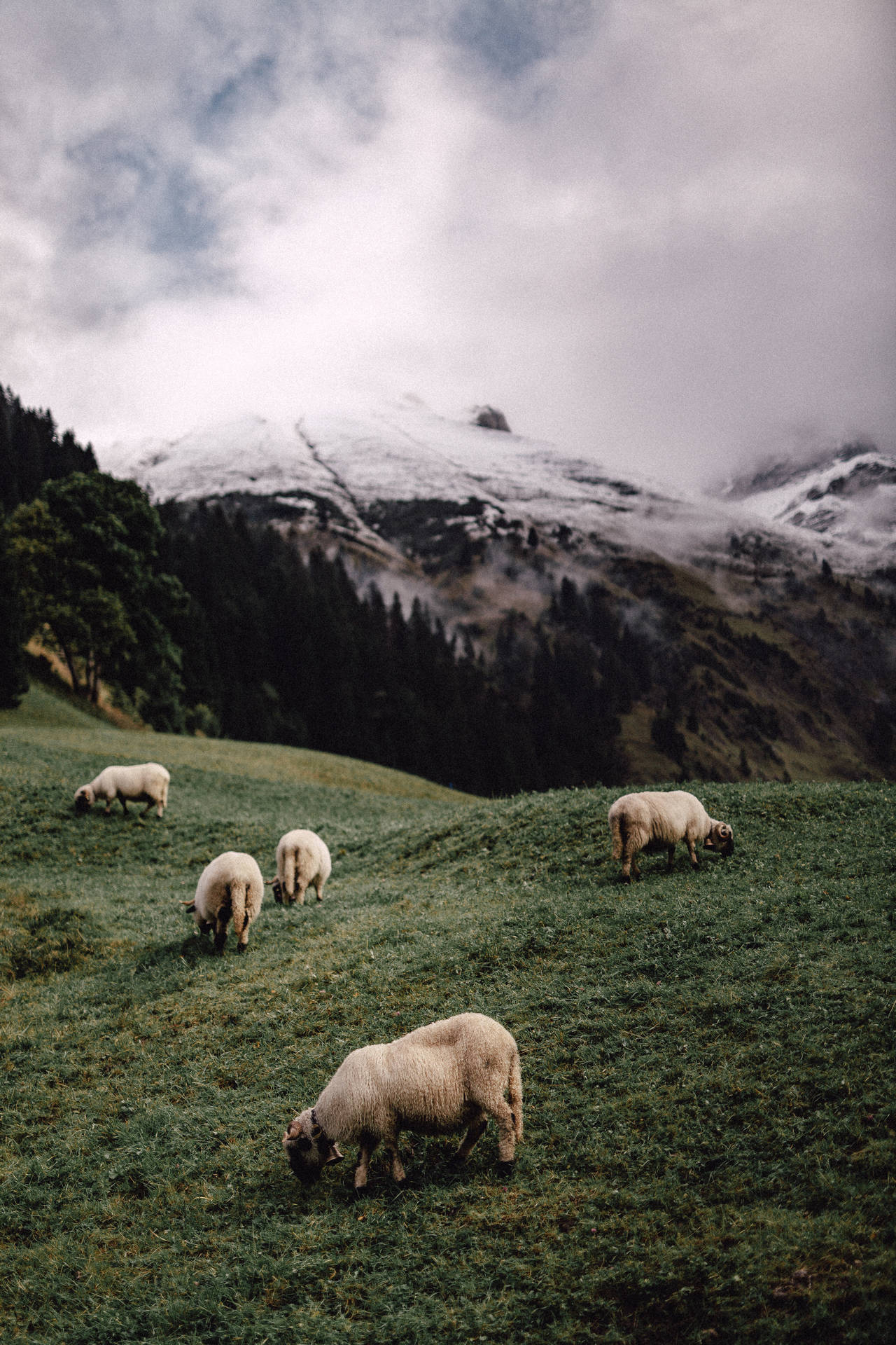Five Sheep On Mountain Wallpaper