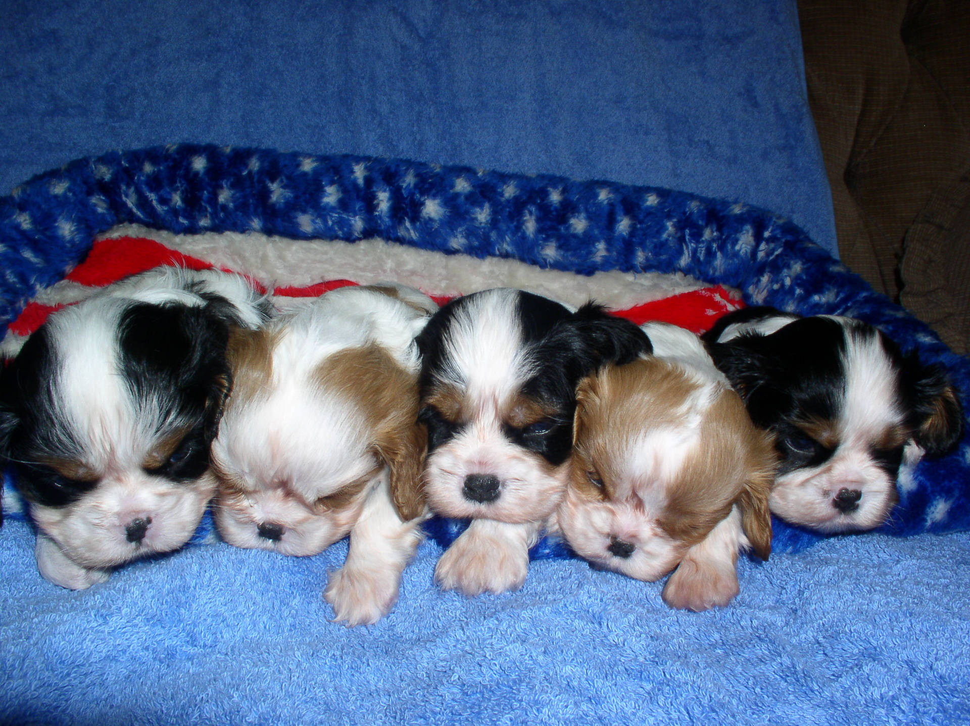Five Sleeping Shih Tzu Dogs Background