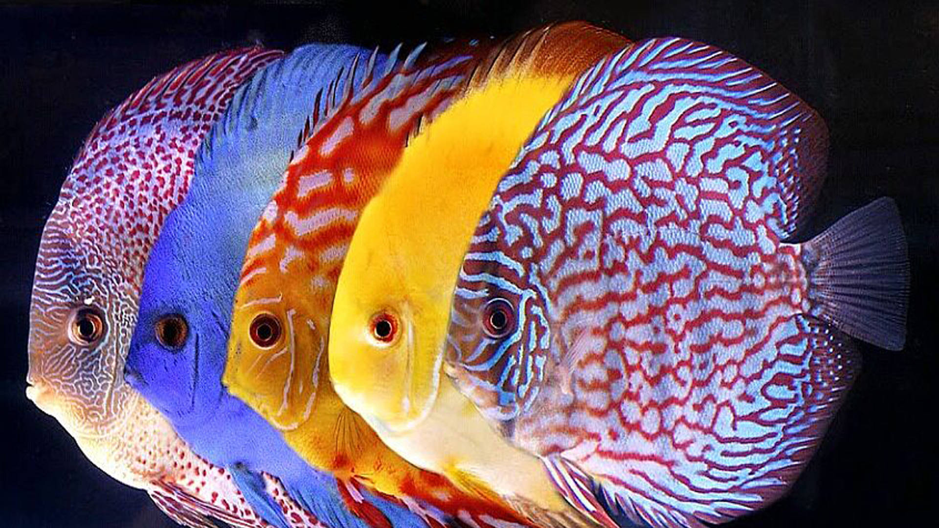 Fem tropiske fisk glide over den 3D-strukturerede overflade Wallpaper