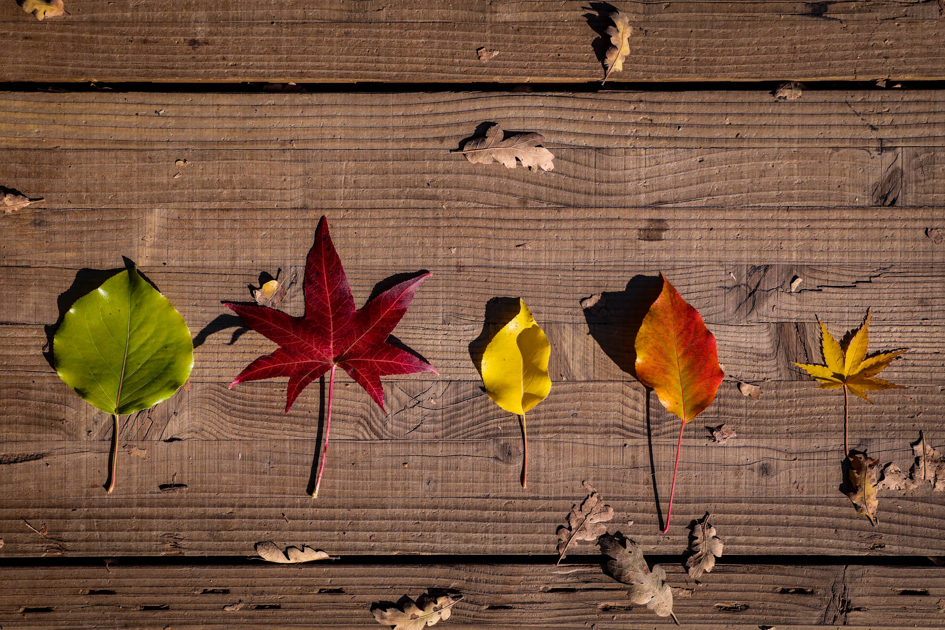 Five Types Of Rustic Fall Leaves Wallpaper