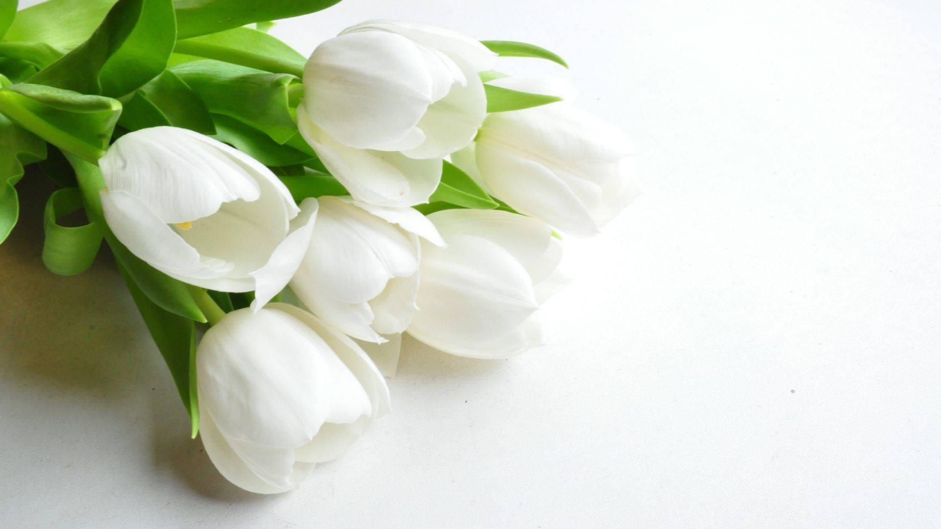 Five White Roses Condolence
