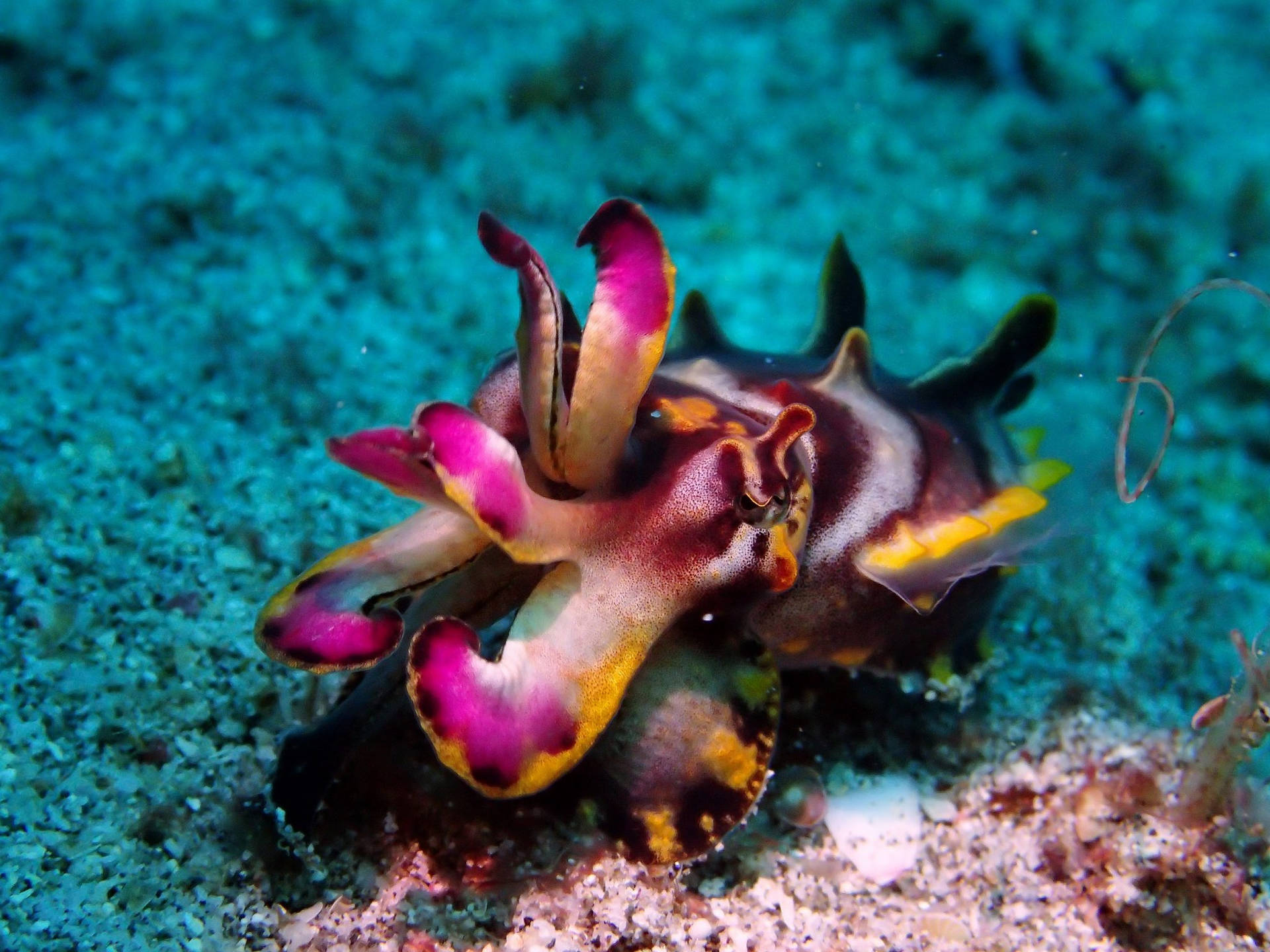 Flamboyant Cuttlefish Treading The Sandy Bottom Of The Sea Wallpaper