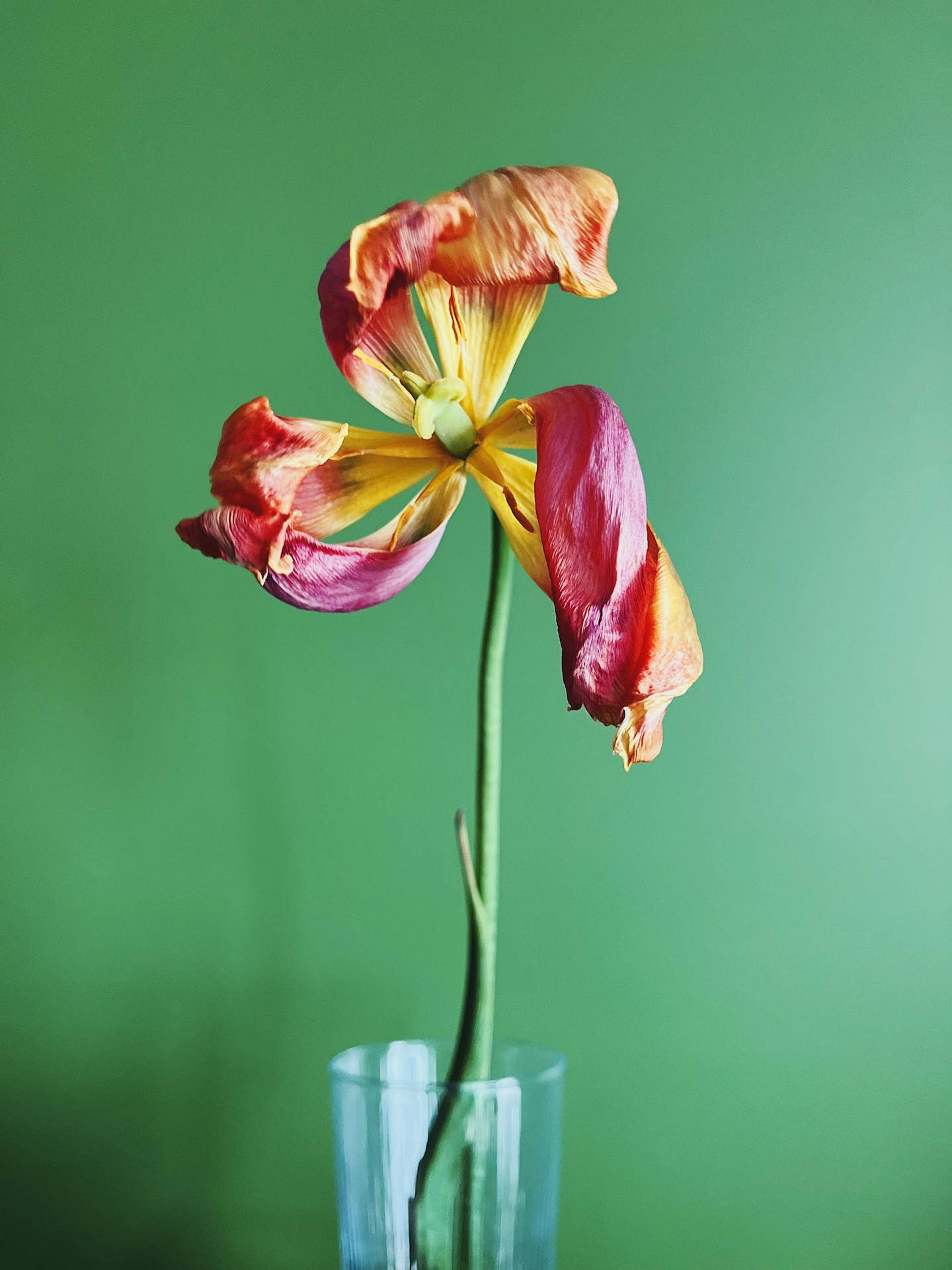 Tapetmed Flame Lily-blommor För Android. Wallpaper