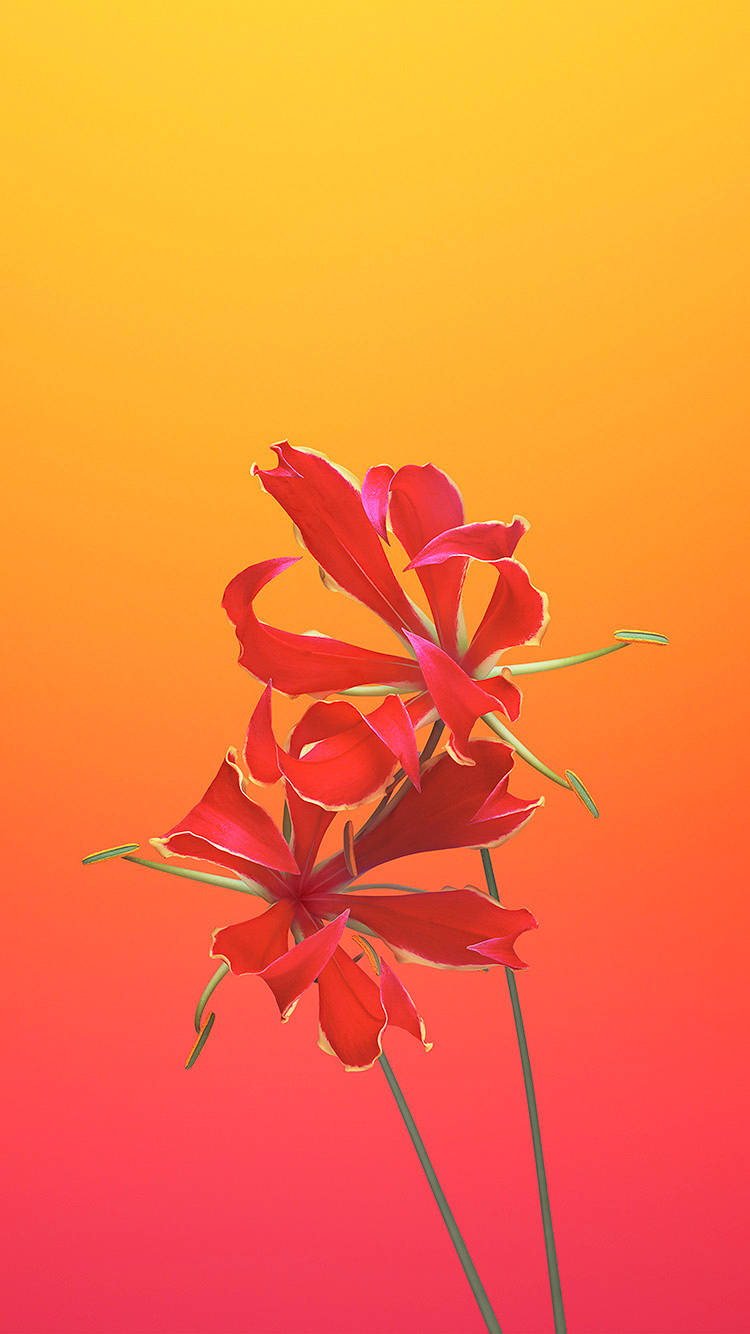 Flame Lily iOS 6 Wallpaper