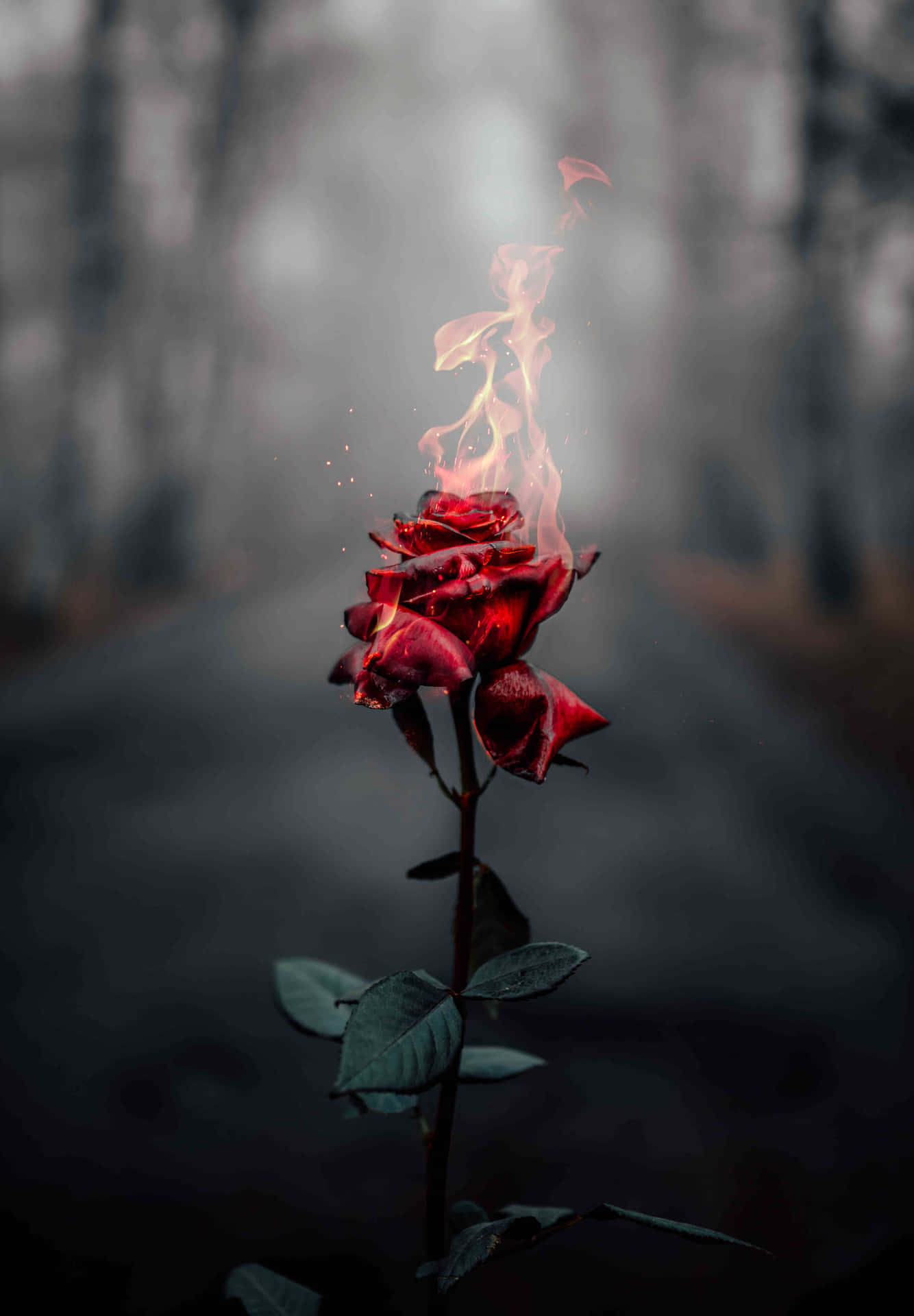 Flaming_ Rose_ Artistry Wallpaper