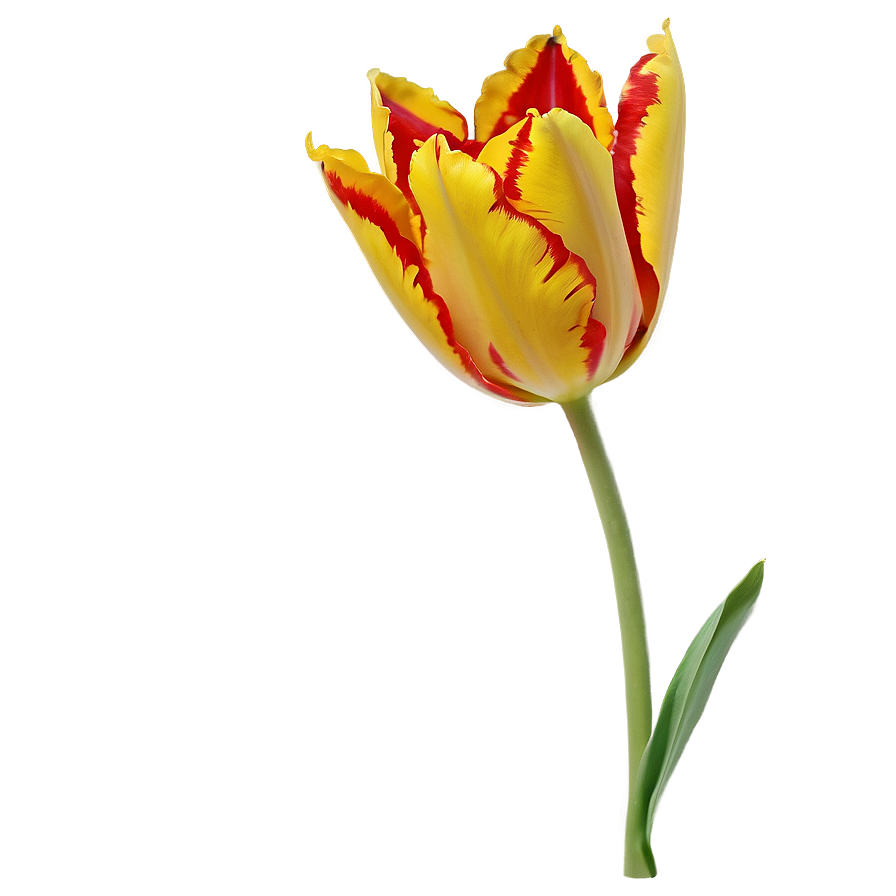 Flaming Tulip Png 05212024 PNG