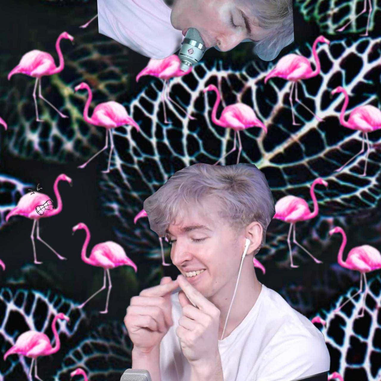 Albert, the majestic pink Flamingo stands proud in its habitat Wallpaper