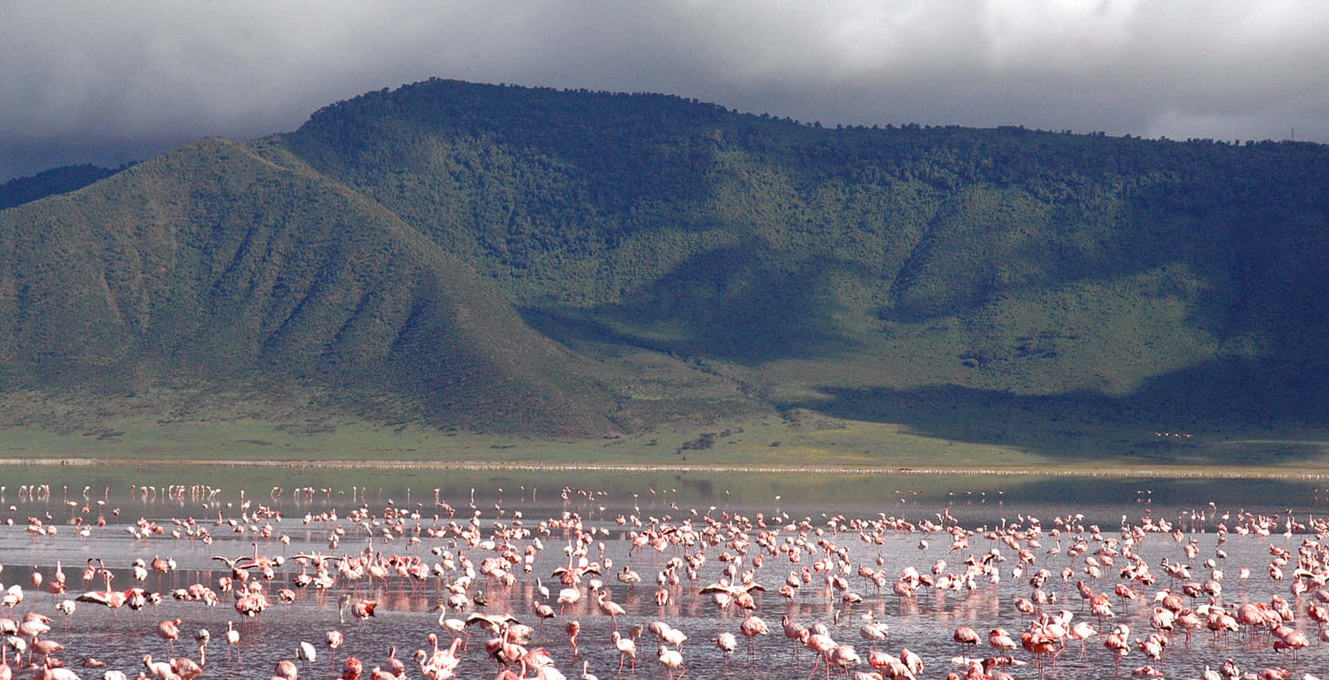 Flamingo på Lake Magadi Ngorongoro Krater og solen Wallpaper