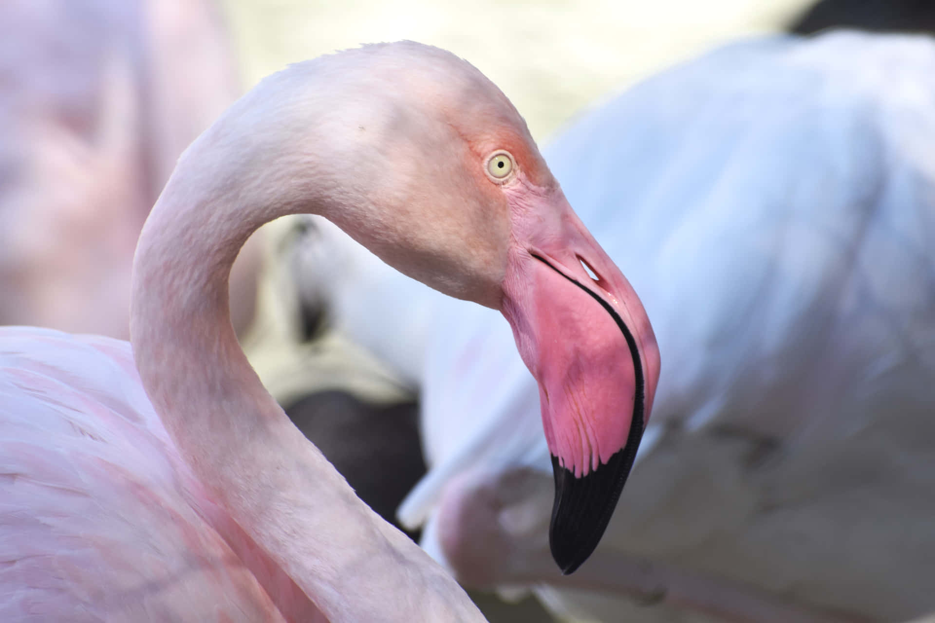 Einlebhafter Flamingo Entspannt Sich In Einem Teich.