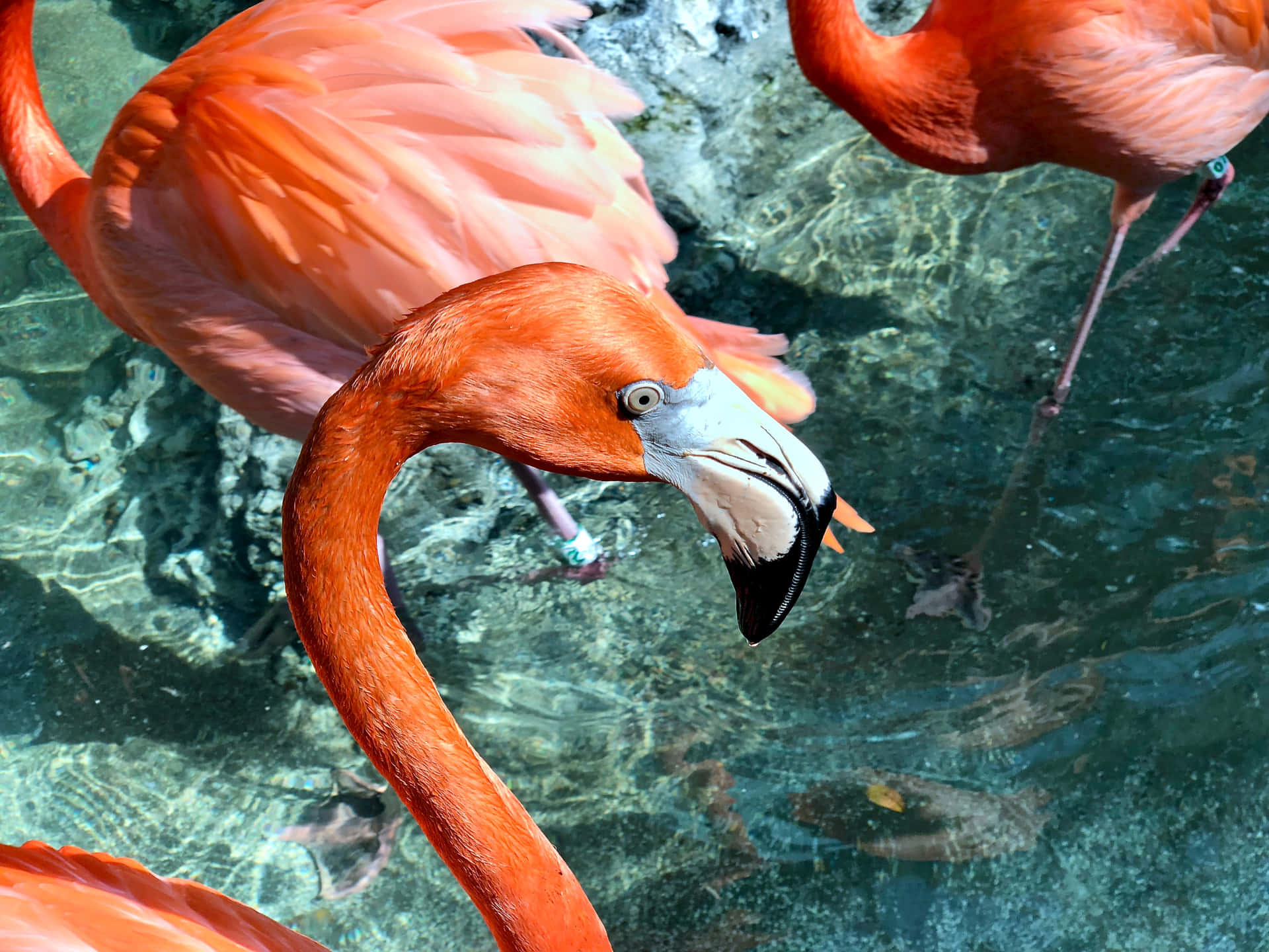 Hebensie Sich Mit Einem Flamingo-hintergrund Hervor
