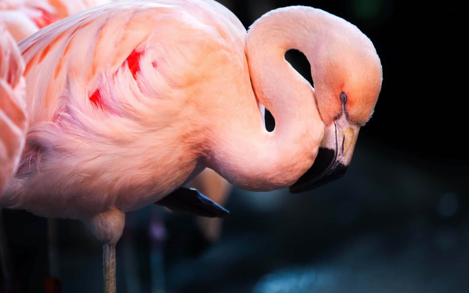 Graceful flamingo on blooming lake