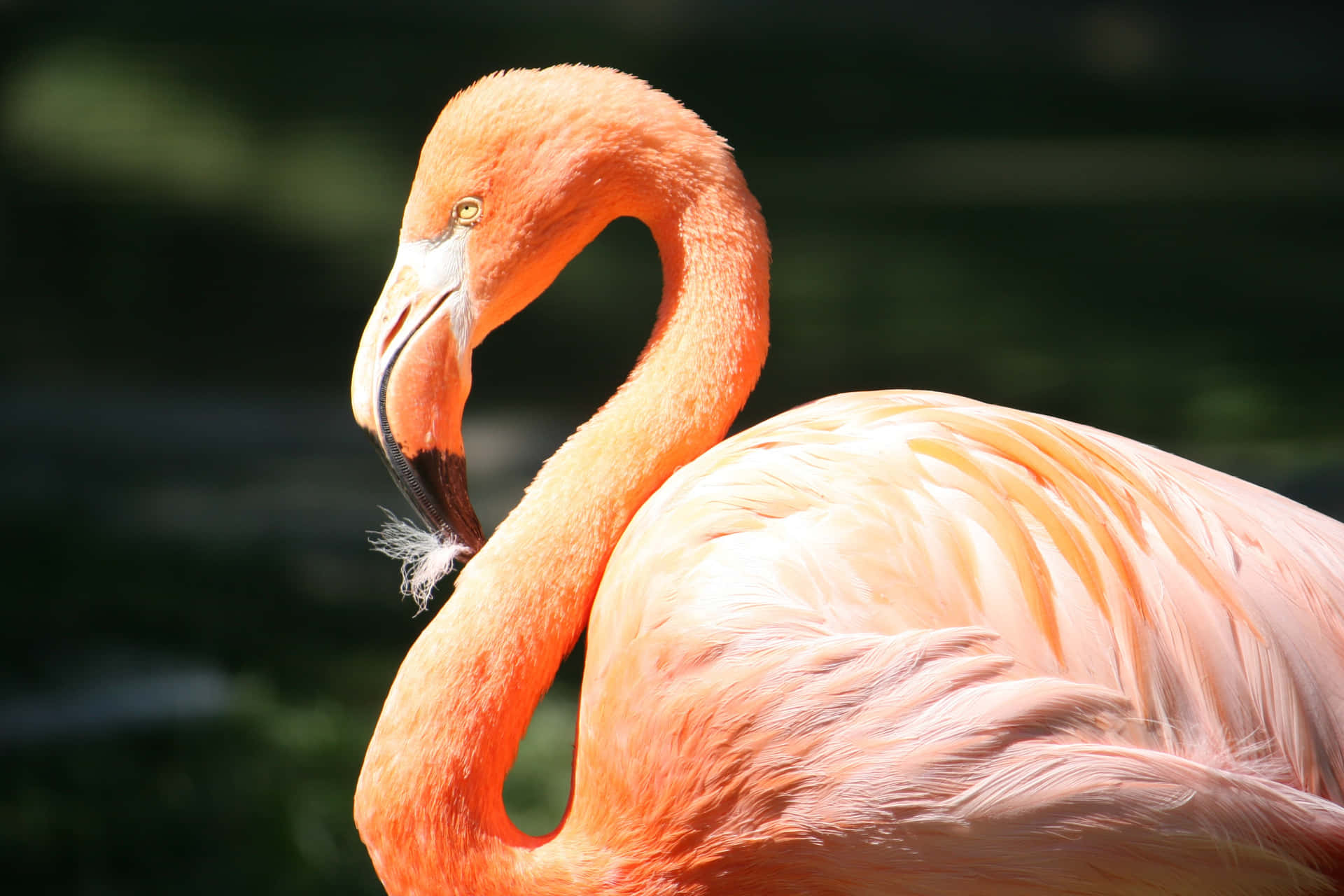 Strikingly Beautiful Flamingo in the Water