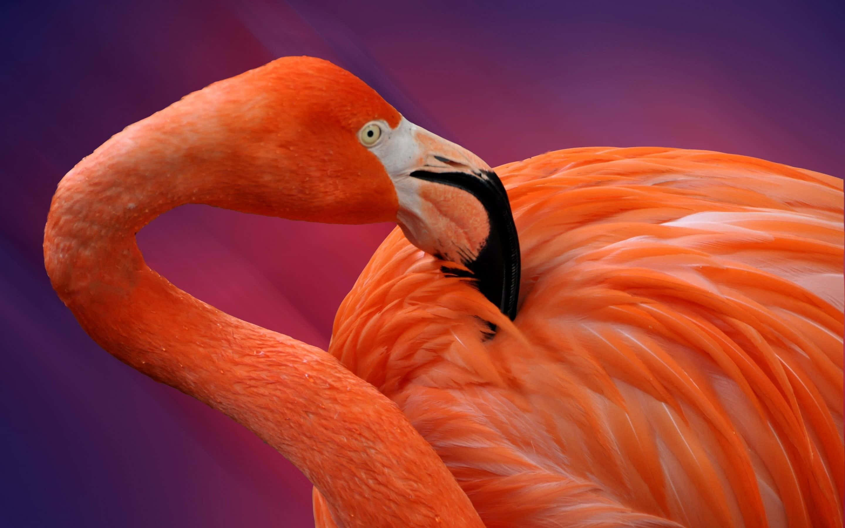 Flamingoeni Sit Naturlige Levested.