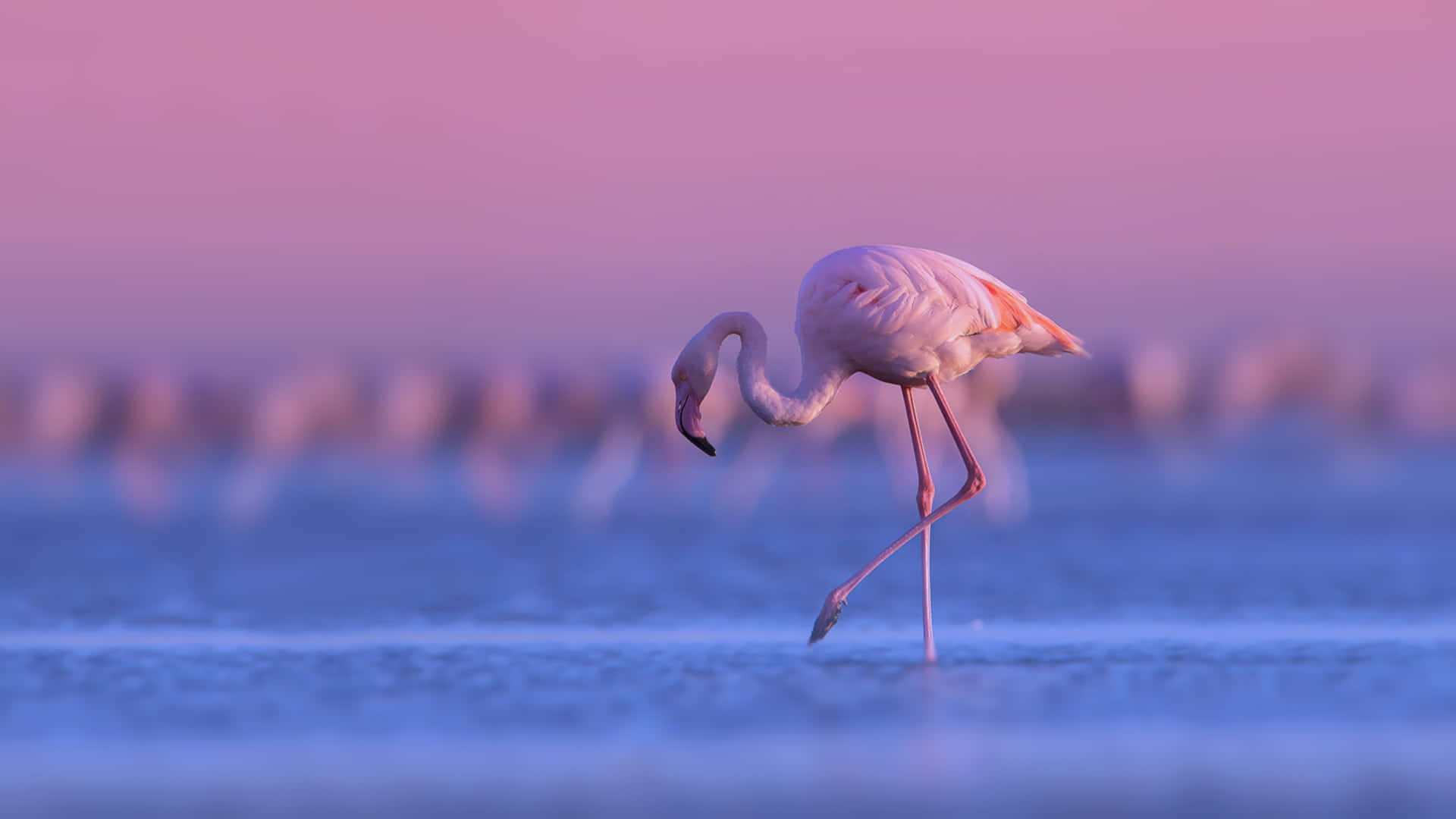 Ensmuk Pink Flamingo Mod En Livlig, Drømmeagtig Baggrund.