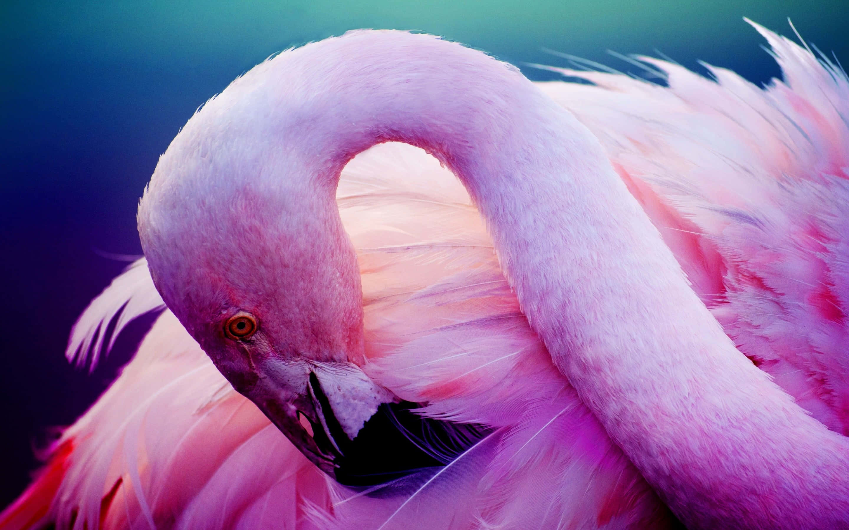 Skilldig Ud Og Vær Modig Som En Flamingo.