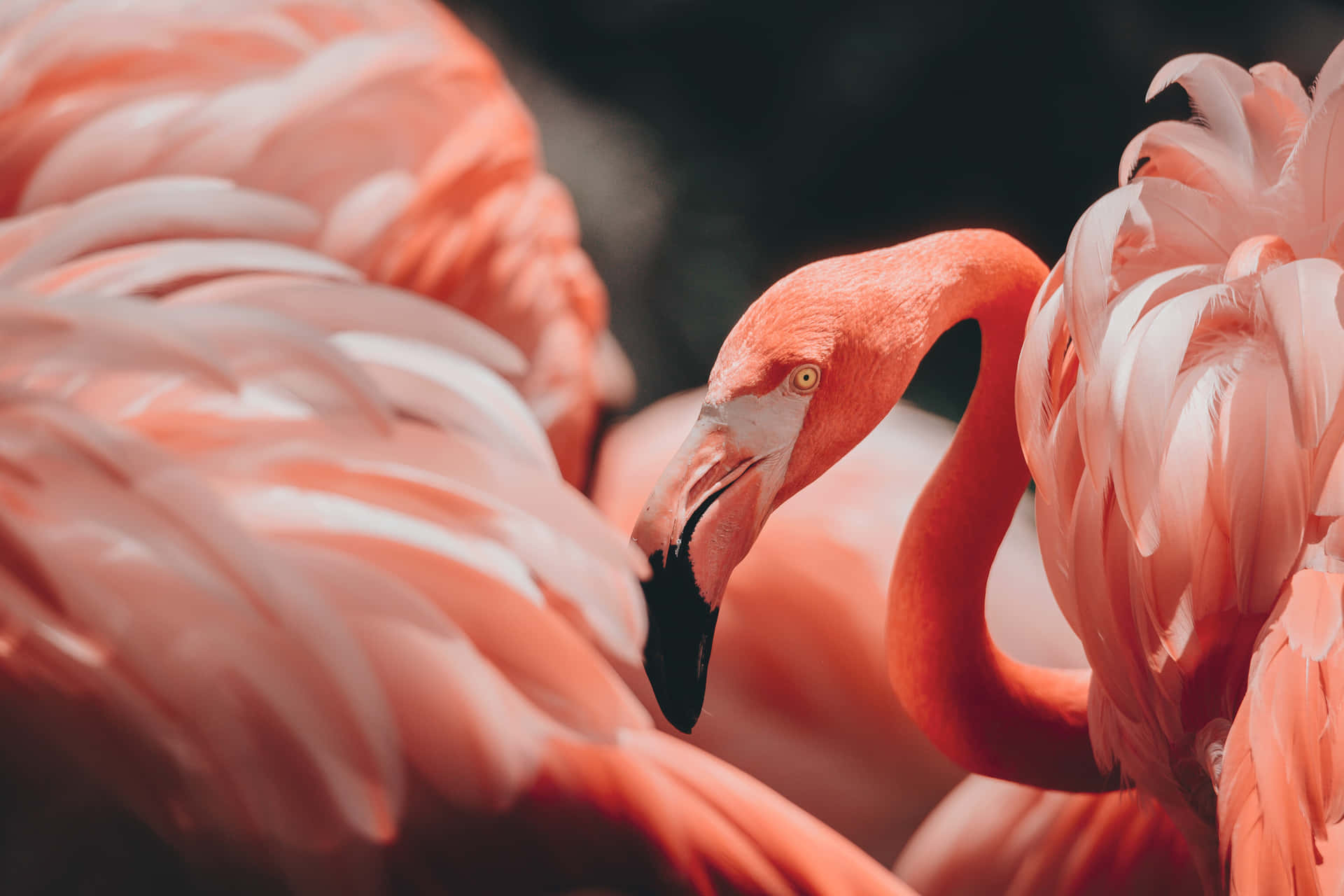 "The Fierce Beauty of the Flamingo"