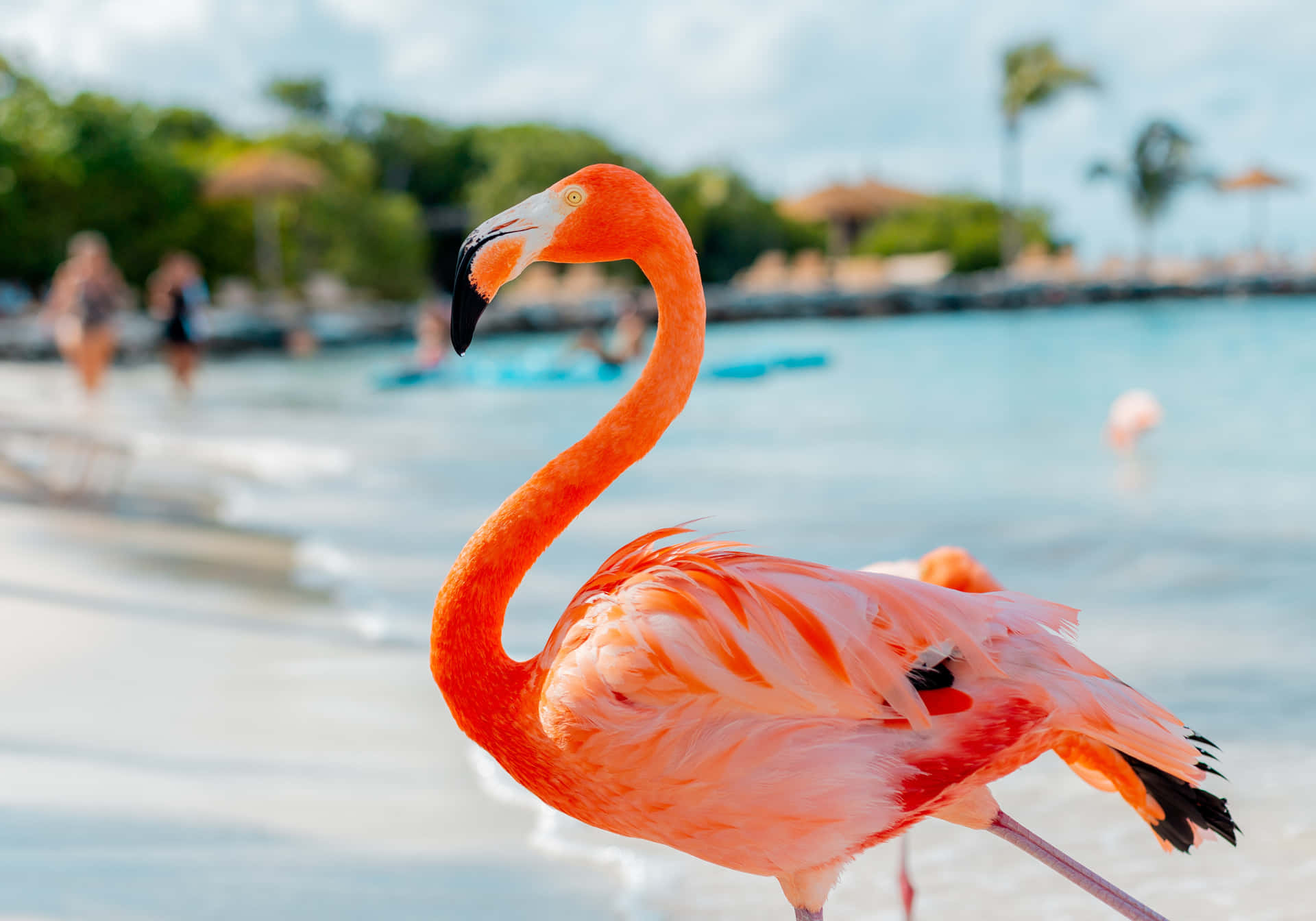 Enflok Flamingoer I Solnedgangen.