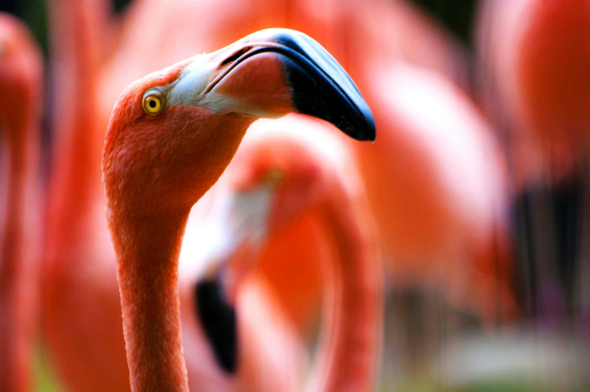 Flamingos Are Standing In A Field