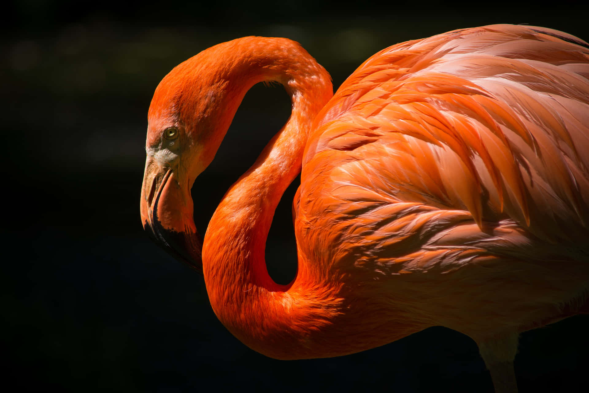 Ensmuk Lyserød Flamingo, Der Nyder Sin Dag I Solen.