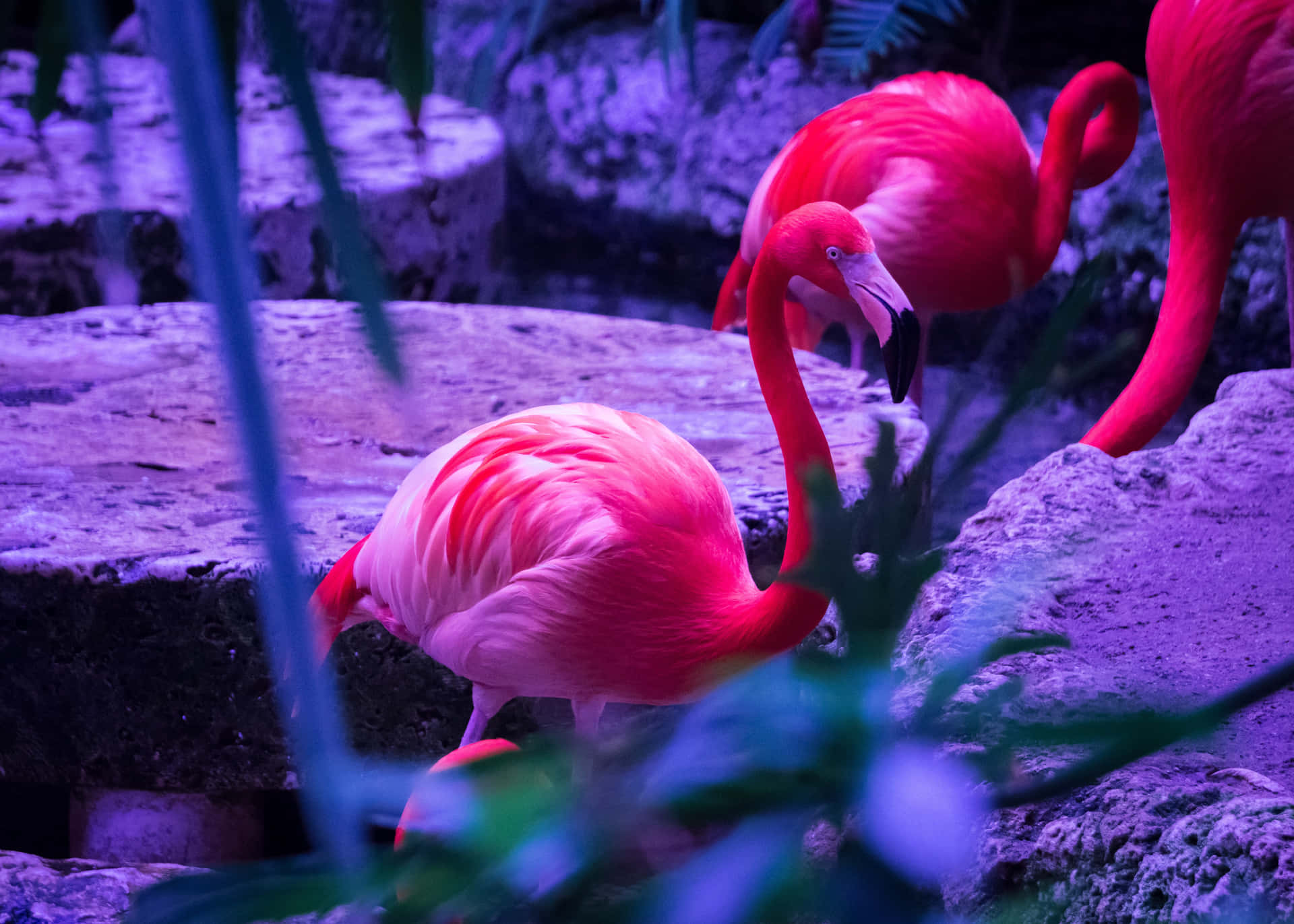 A vibrant pink flamingo stands confidently in a lush green paradise.