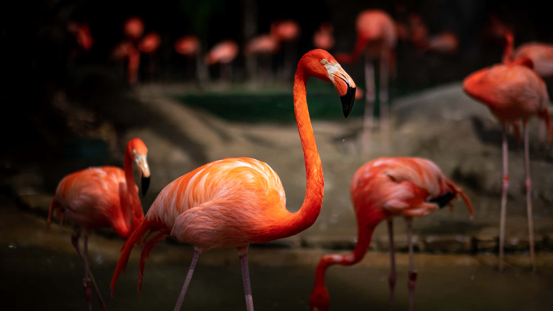 Flamingonjuter Av En Vacker Solnedgång