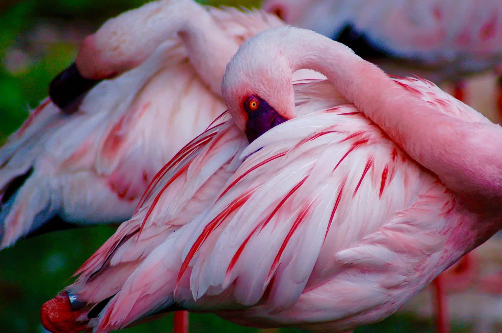 Stunning Flamingo Against the Blue Sky