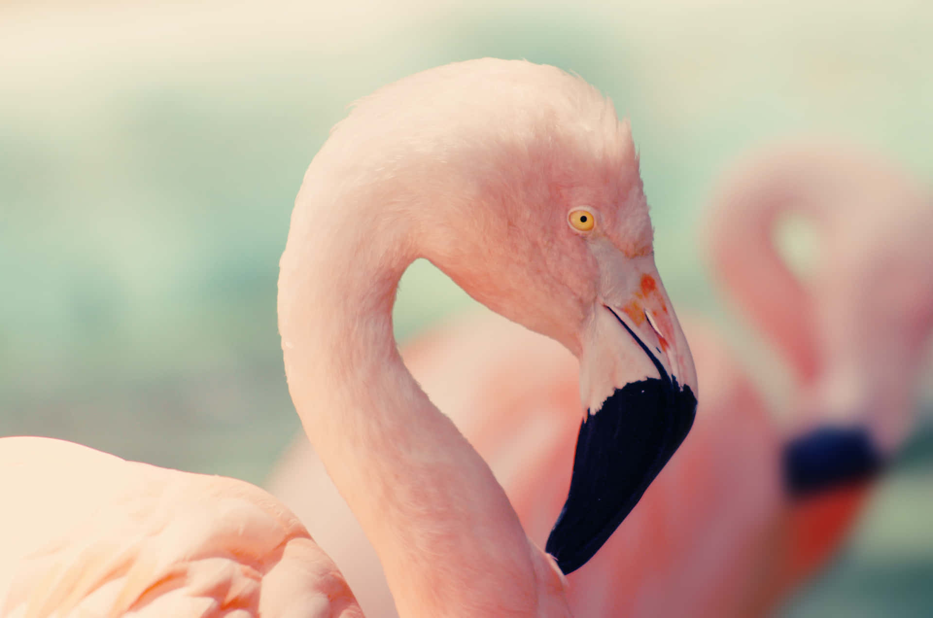 Image  A stunning closeup of a bright pink flamingo looking straight into the camera.
