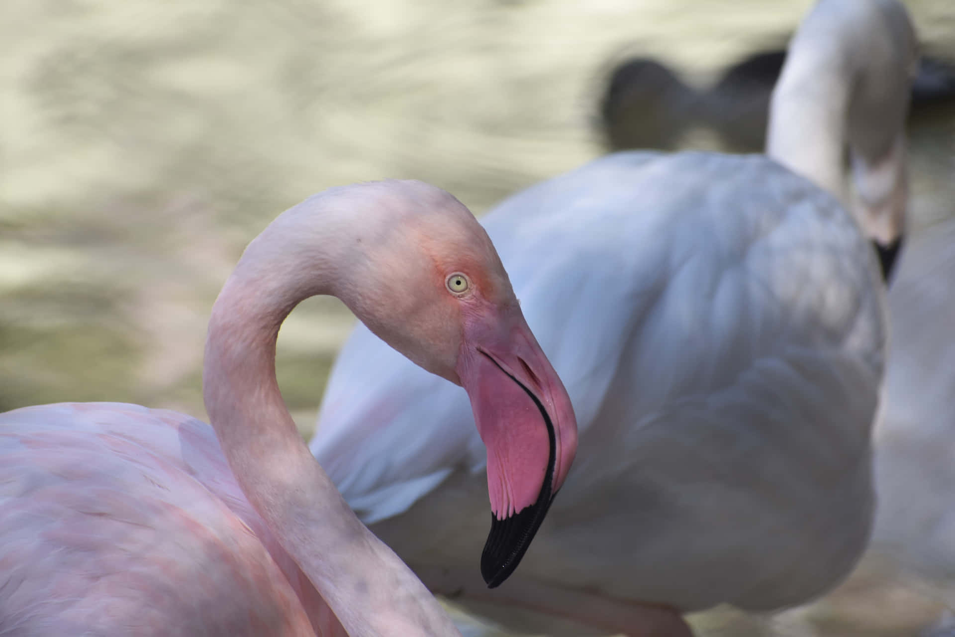 Enmagnifik Flamingo Poserar Graciöst I Sin Naturliga Miljö.