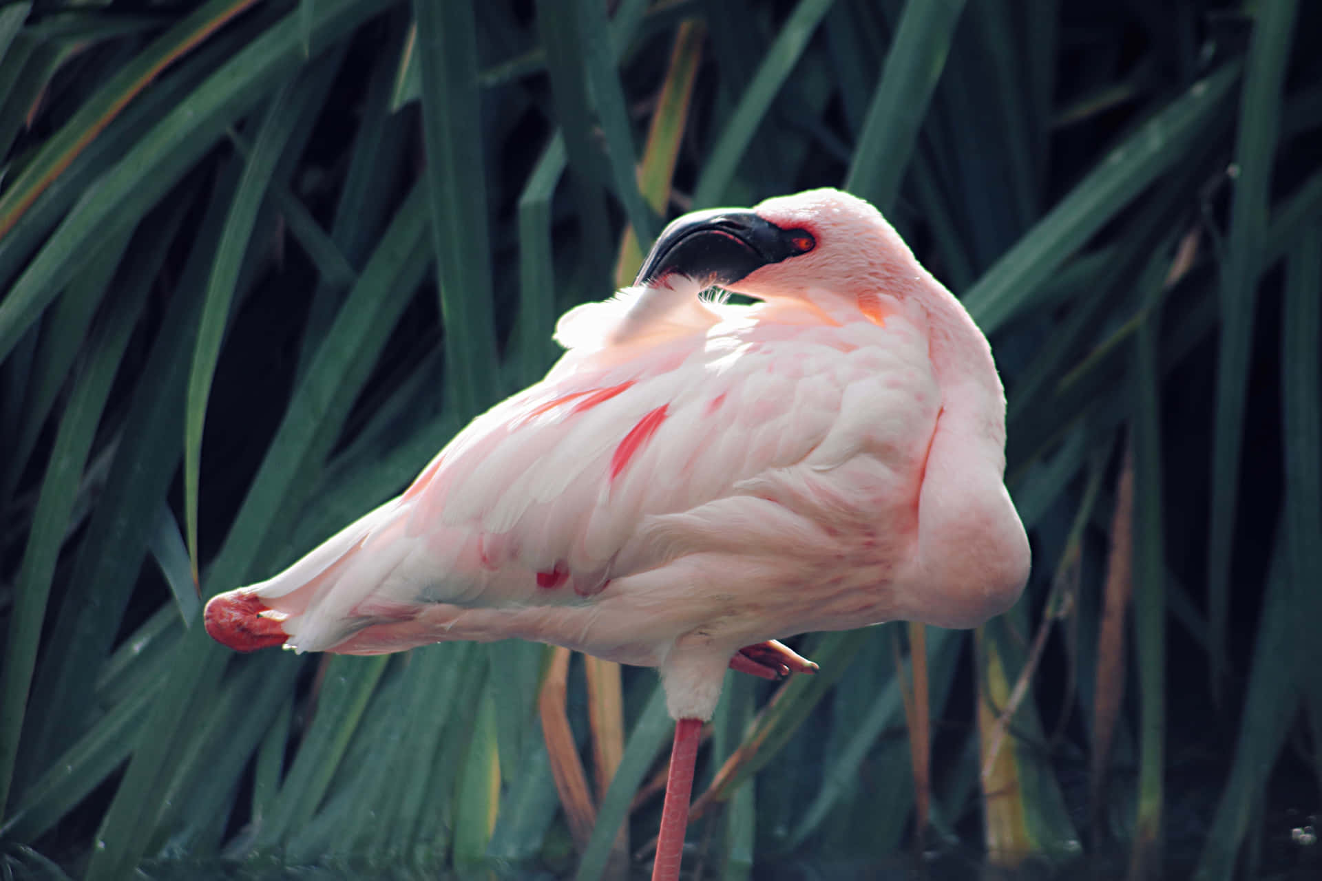 A vibrant pink flamingo is on display in a beautiful beach side setting.