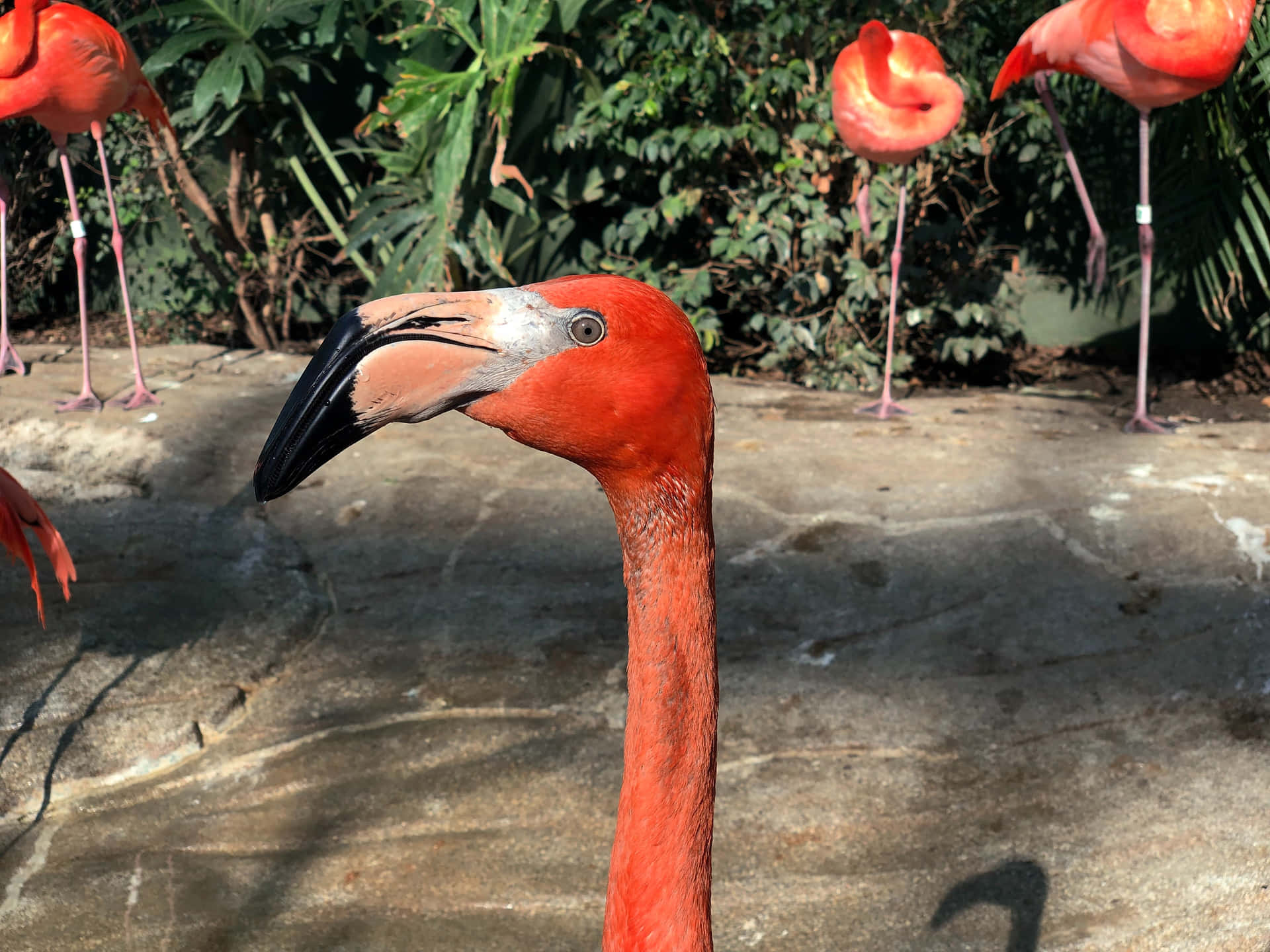 A Flamingo With A Long Neck