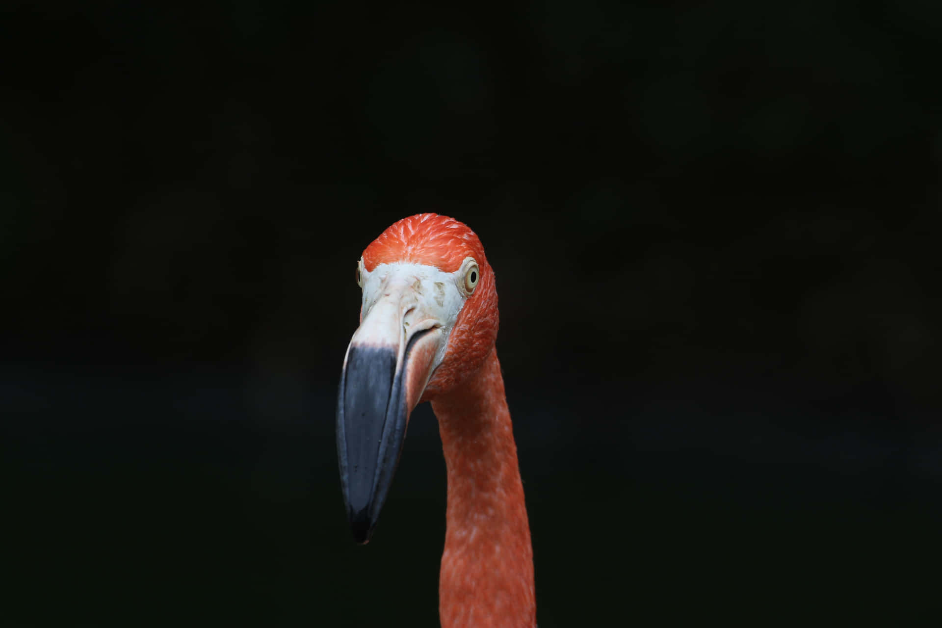 Ståut Från Mängden Med En Elegant Rosa Flamingo