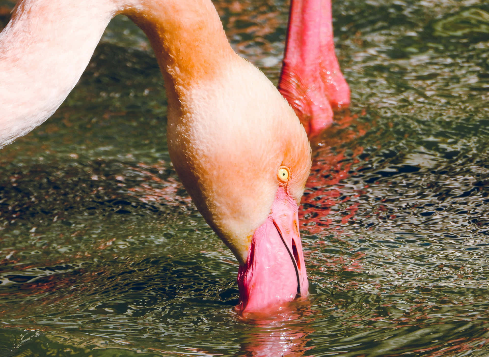 Skönheteni Naturen - En Flamingo I Sin Naturliga Livsmiljö