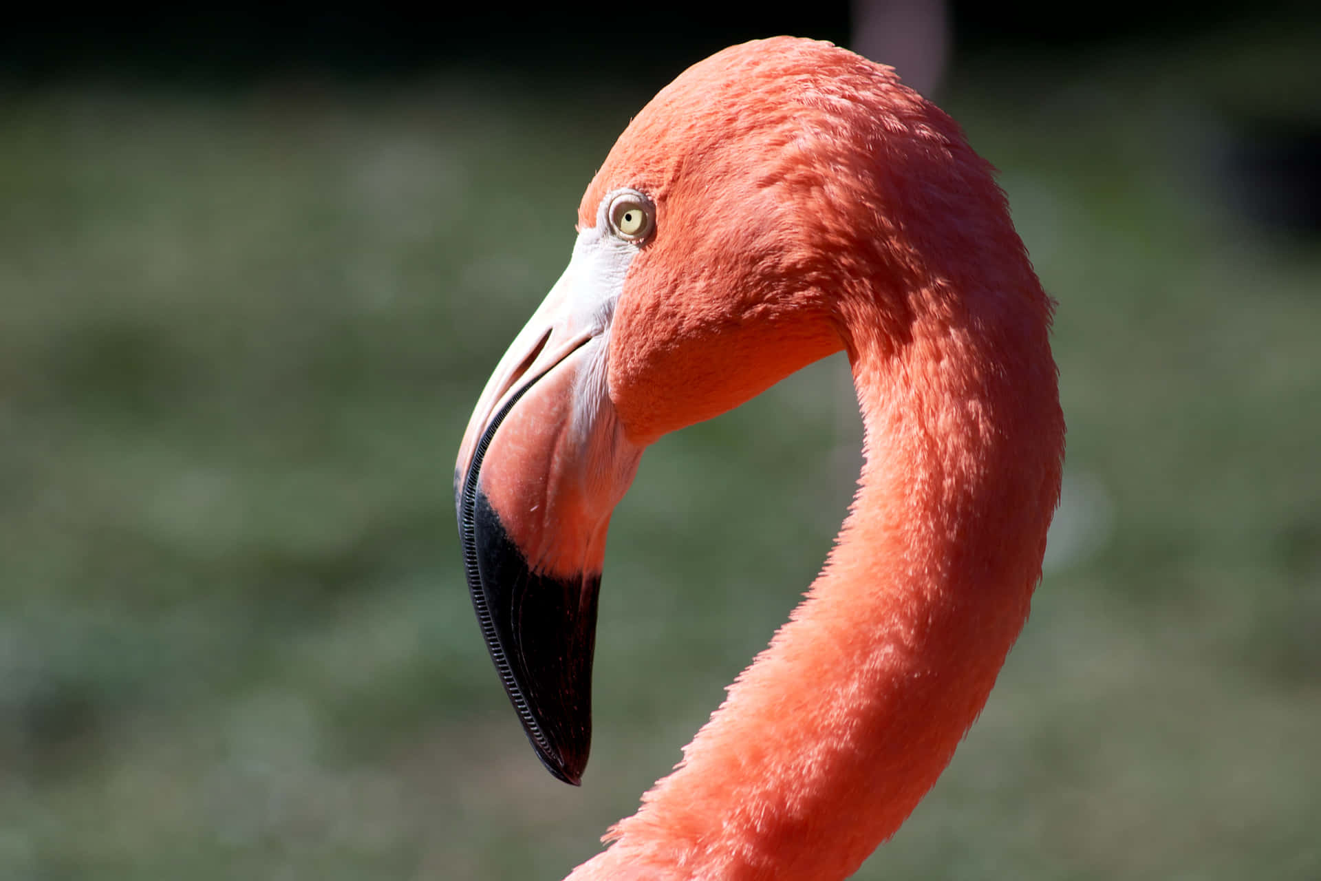 ____ein Bild Von Einem Leuchtend Pinken Flamingo, Der In Einem Einladenden Blauen Himmel Abhebt.