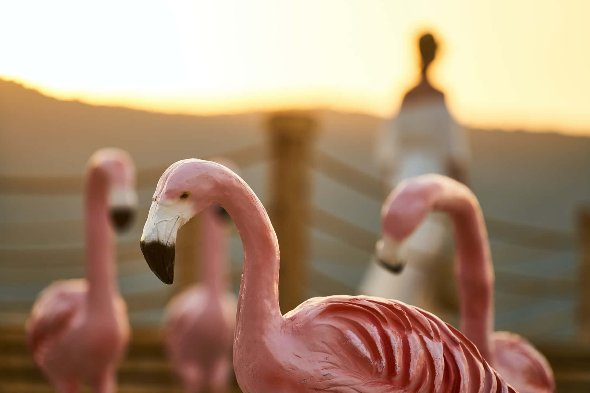 Flamingoernesflok Ved Kystlinjen.